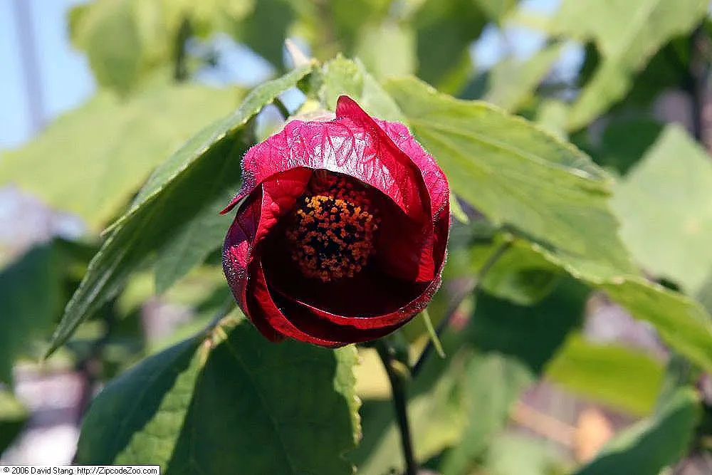 Nabob Flowering Maple (Abutilon 'Nabob') — bell-shaped blooms contrasting with dark green