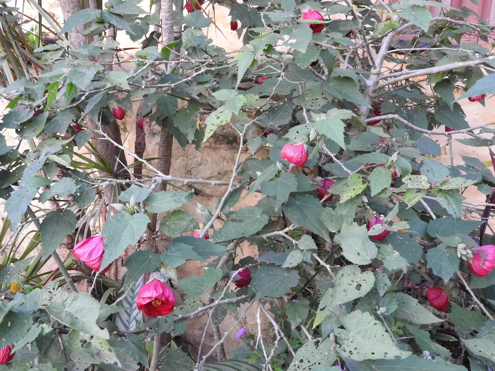 Nabob Flowering Maple (Abutilon 'Nabob') — is a mounding shrub showcasing pendulous