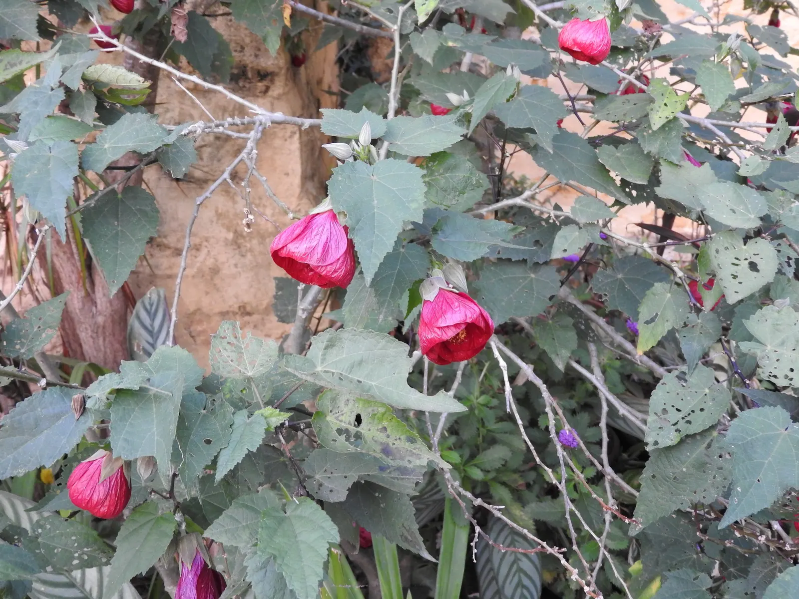 Nabob Flowering Maple (Abutilon 'Nabob') — Thrives in full sun to partial shade, reaching 4-6 ft in height with a similar spread