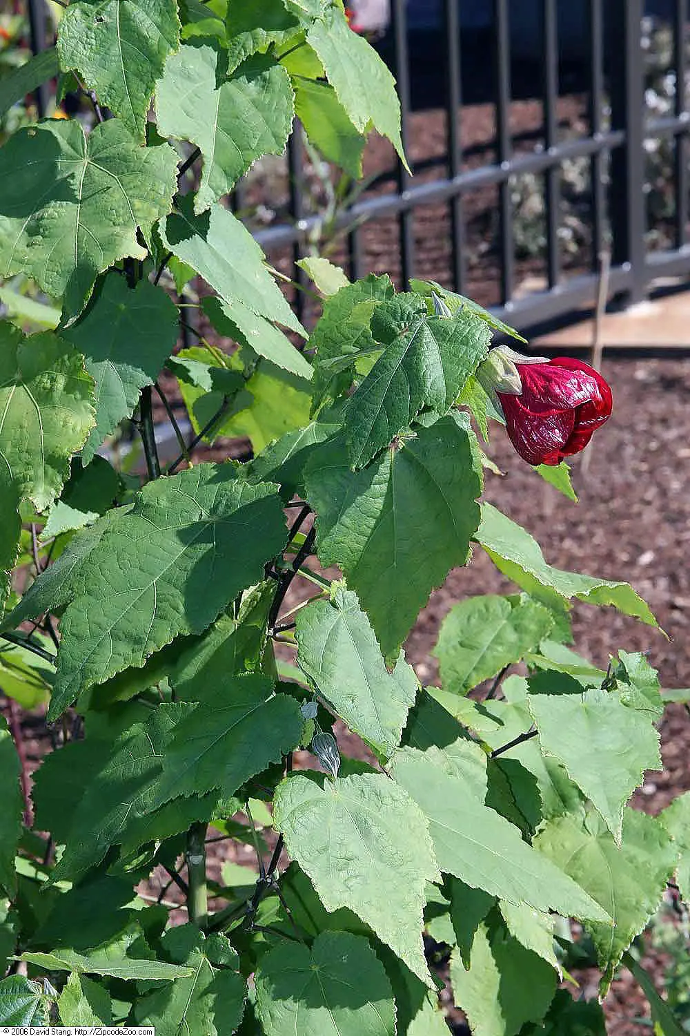 Nabob Flowering Maple (Abutilon 'Nabob') — Ideal for mixed borders or as a container specimen