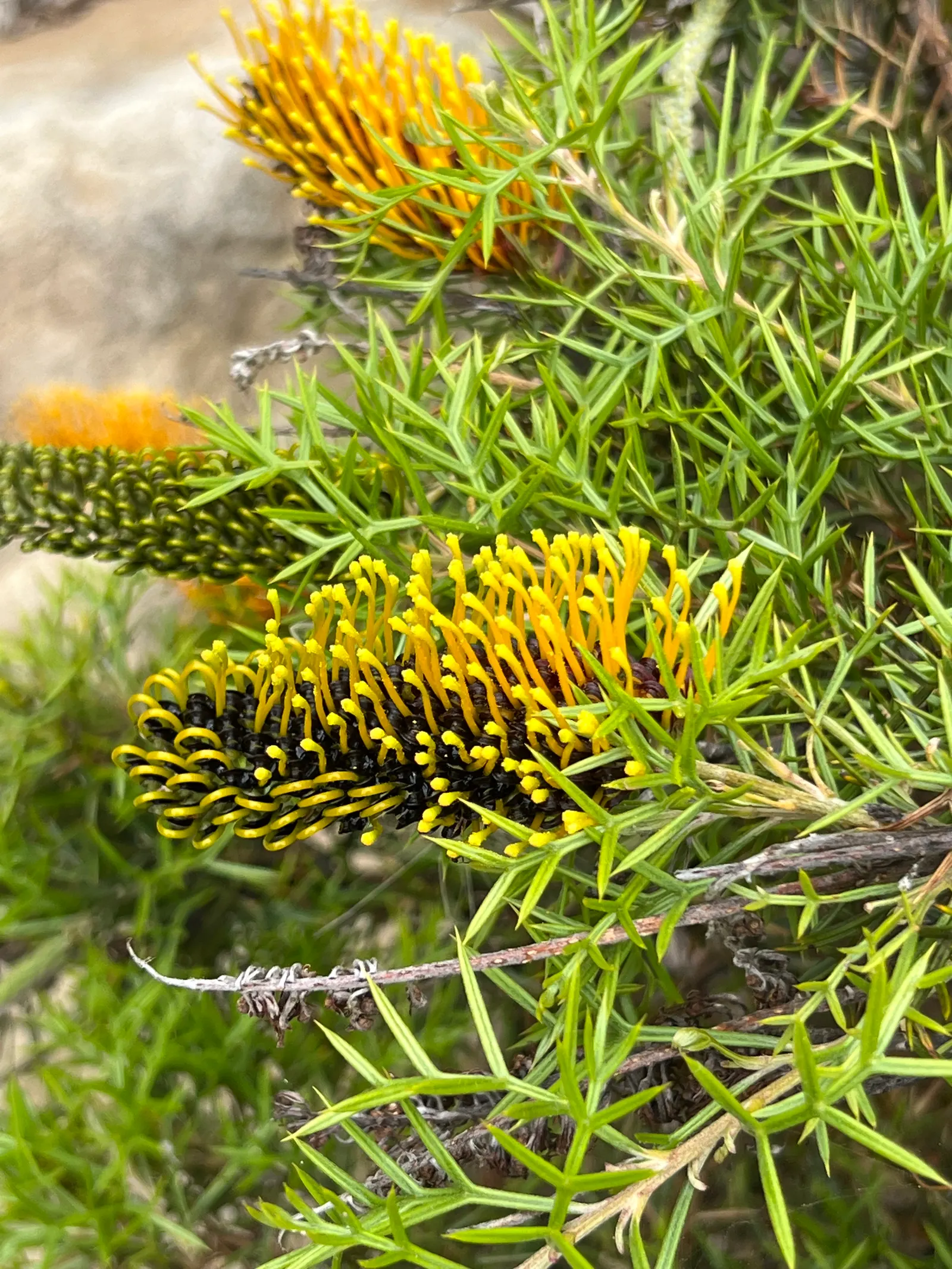 Spiny Grevillea (Grevillea Jun. 'Lava Cascade') — This drought-tolerant species requires full sun and well-drained soil