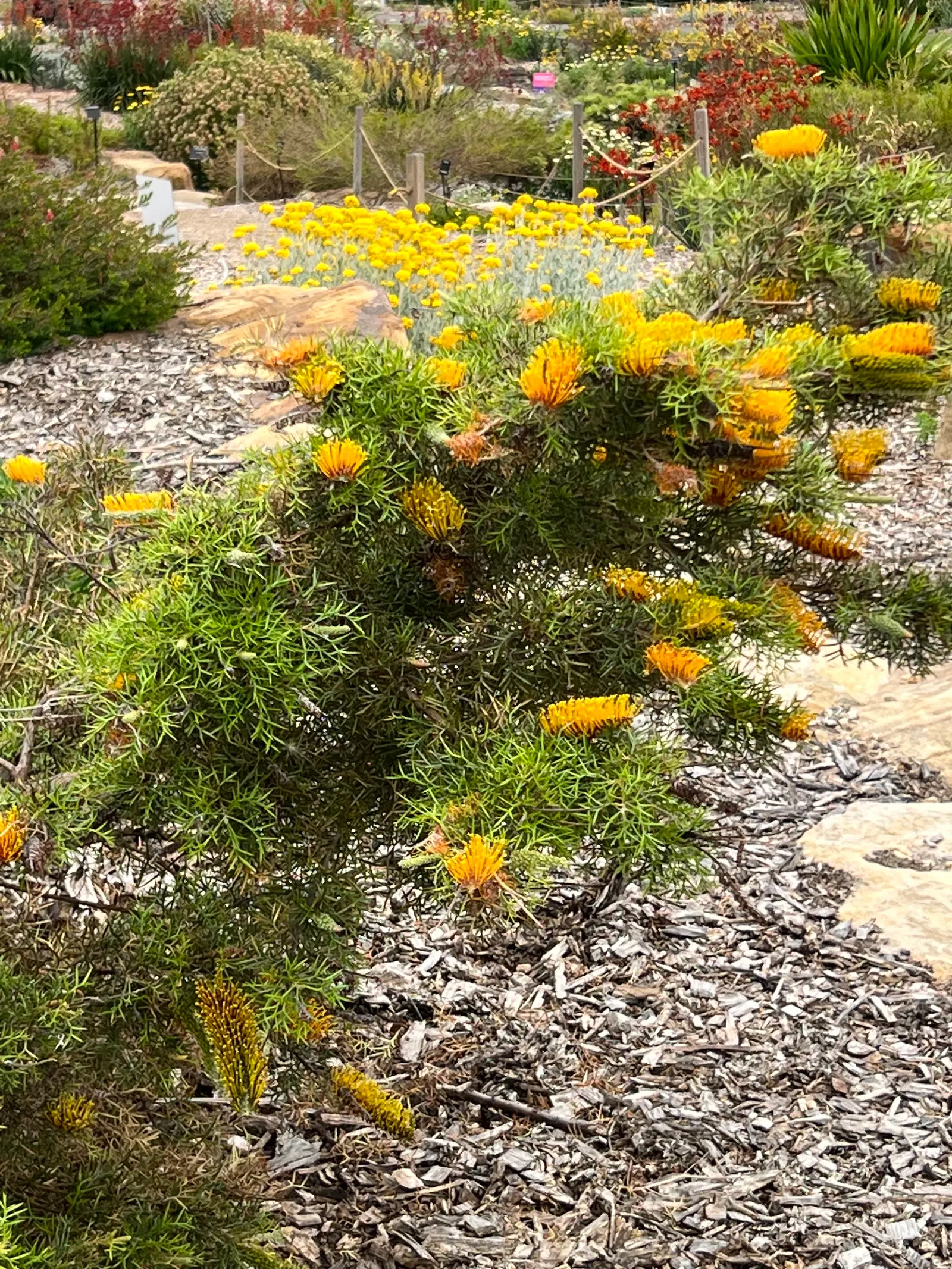 Spiny Grevillea (Grevillea Jun. 'Lava Cascade') — It reaches 1 to 2 feet in height and spans 4 to 6 feet wide, thriving in USDA zones 8-11