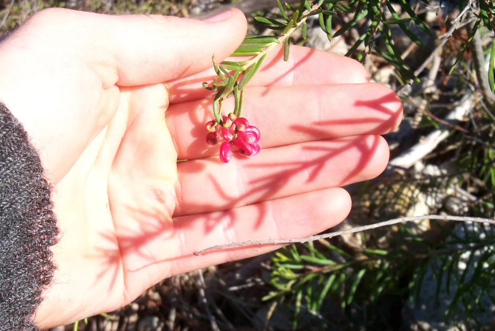 Spiny Grevillea (Grevillea Jun. 'Lava Cascade') — making it perfect for rockeries and slopes