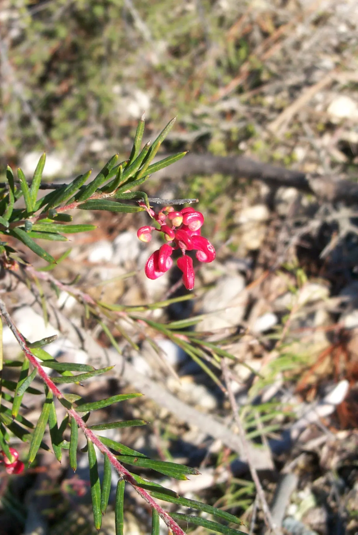 Spiny Grevillea (Grevillea Jun. 'Lava Cascade') — The Grevillea juniperina 'Lava Cascade'