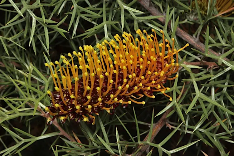 Spiny Grevillea (Grevillea Jun. 'Lava Cascade') — a low-growing Australian shrub
