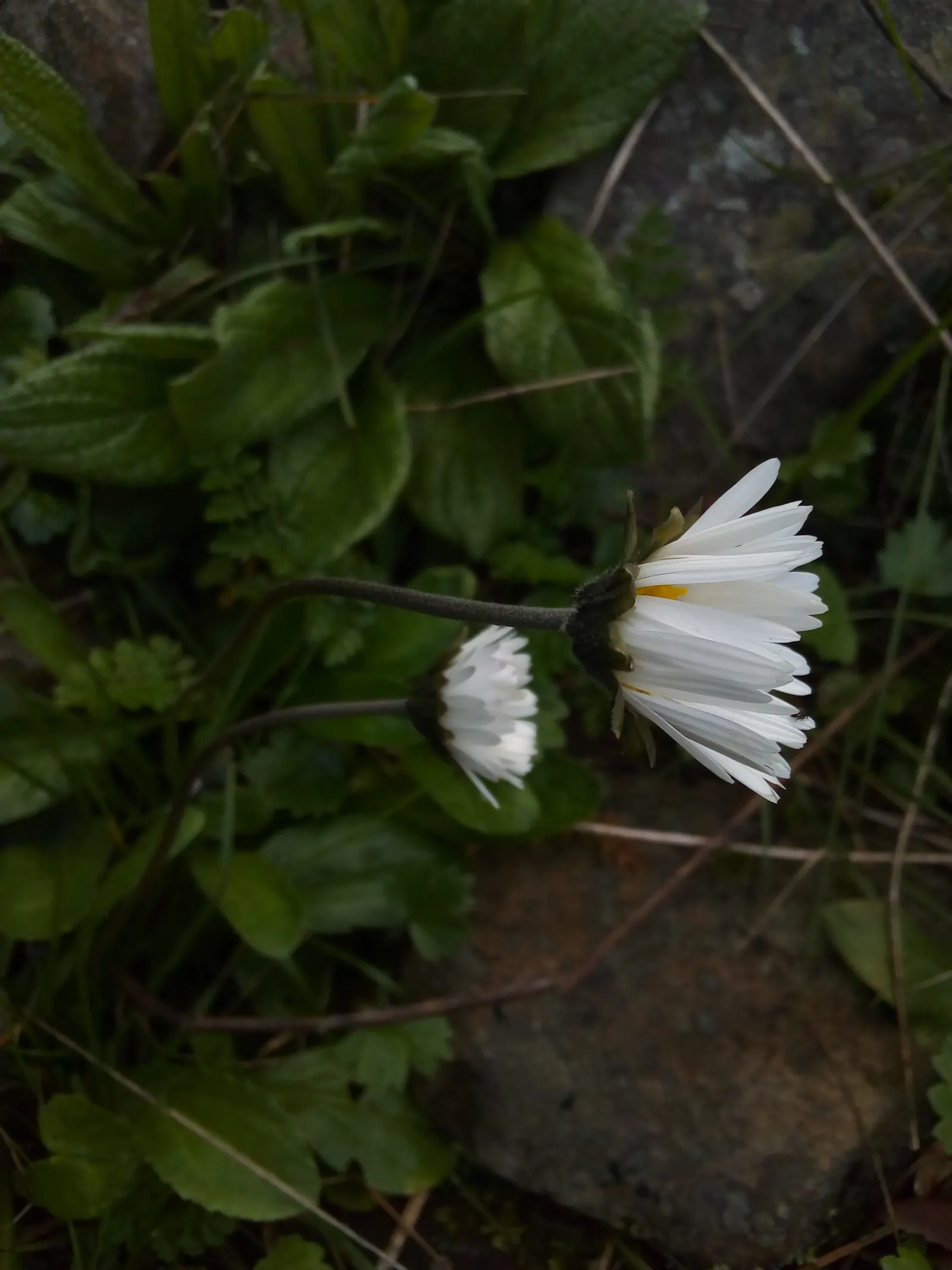 Moroccan Daisy (Pyrethropsis Hosmariense) — providing a pop of white to peach tones