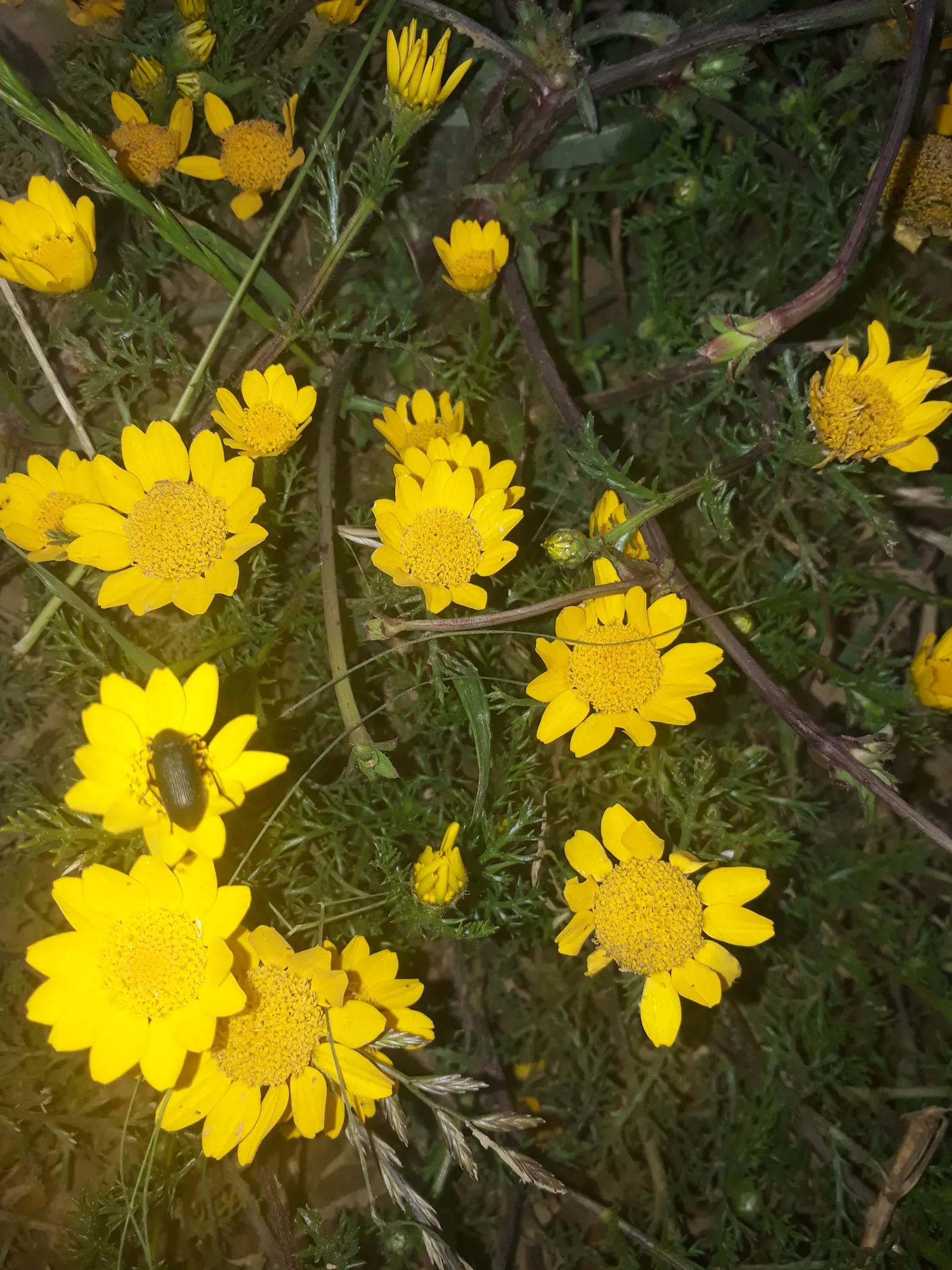 Moroccan Daisy (Pyrethropsis Hosmariense) — It boasts silver-gray foliage and radiant daisy-like flowers that emerge in spring