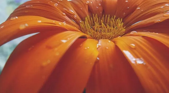 Moroccan Daisy (Pyrethropsis Hosmariense) — Pyrethropsis hosmariense, or Moroccan Daisy, is an evergreen perennial thriving in zones 9-11