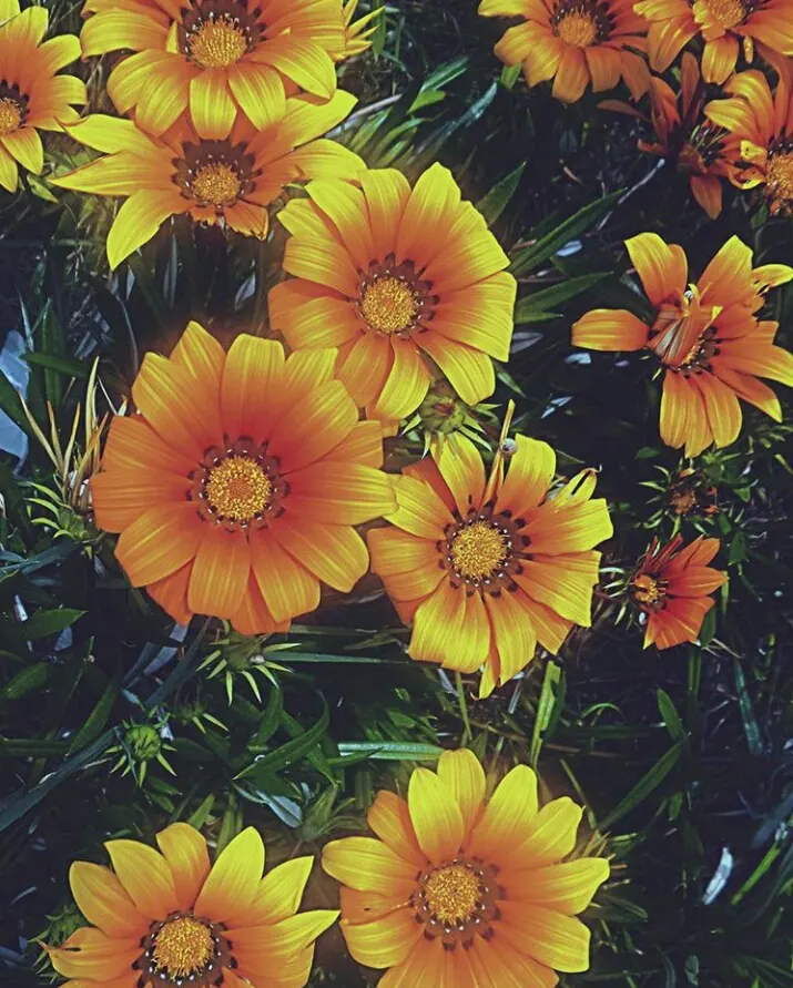 Moroccan Daisy (Pyrethropsis Hosmariense) — This drought-tolerant plant reaches 12-18 inches in height and width, requiring well-drained soil and full sun