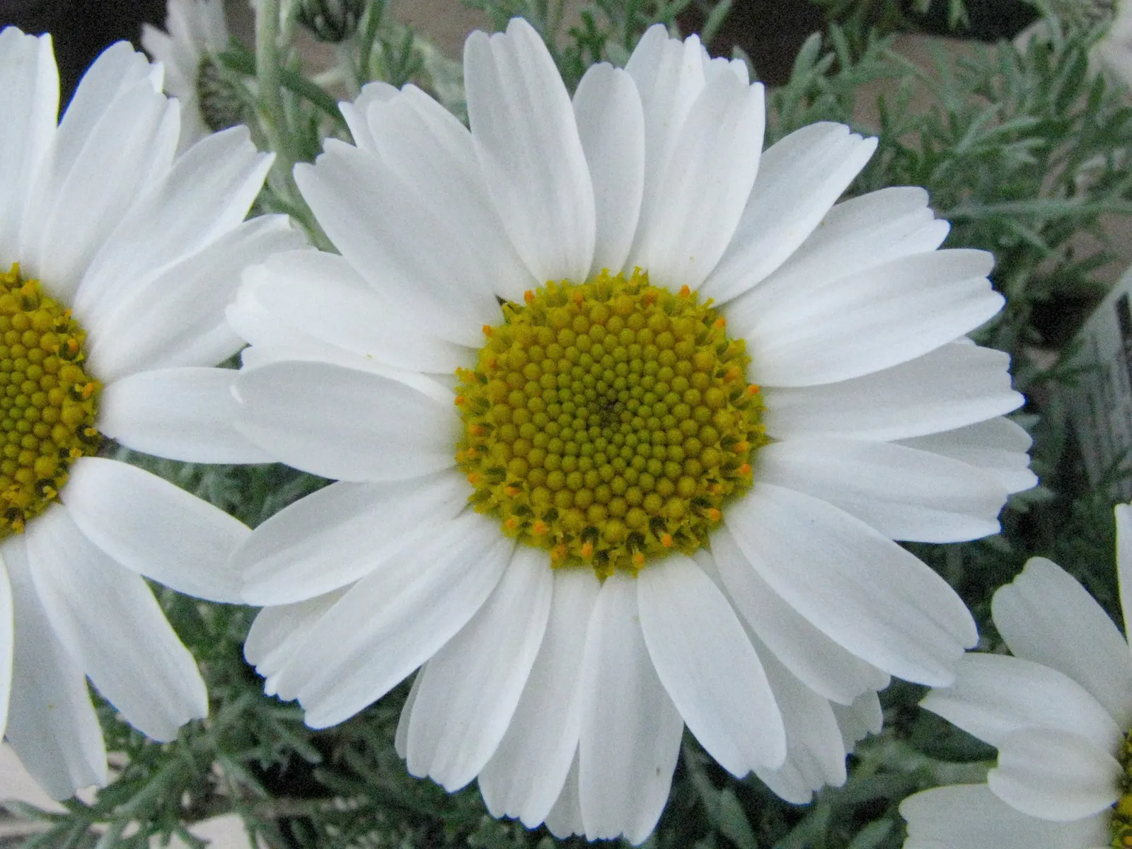 Moroccan Daisy (Pyrethropsis Hosmariense) — Its compact habit and prolonged blooming make it ideal for rock gardens, borders, and containers