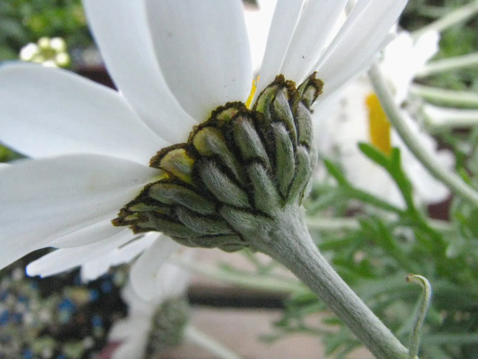 Moroccan Daisy (Pyrethropsis Hosmariense) — The Moroccan Daisy is a captivating