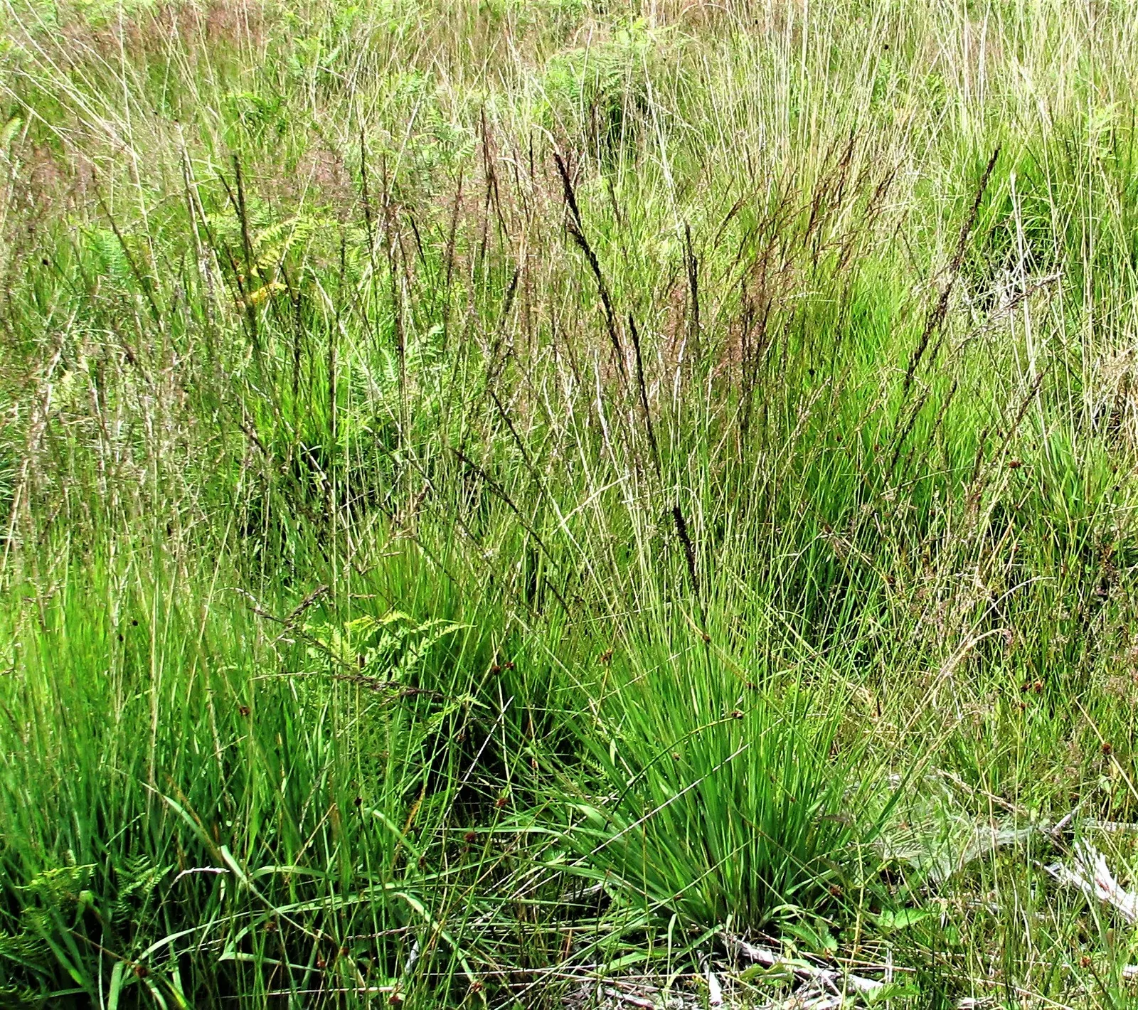 Purple Moor Grass (Molinia Caerulea 'Moorhexe') — commonly known as Purple Moor Grass
