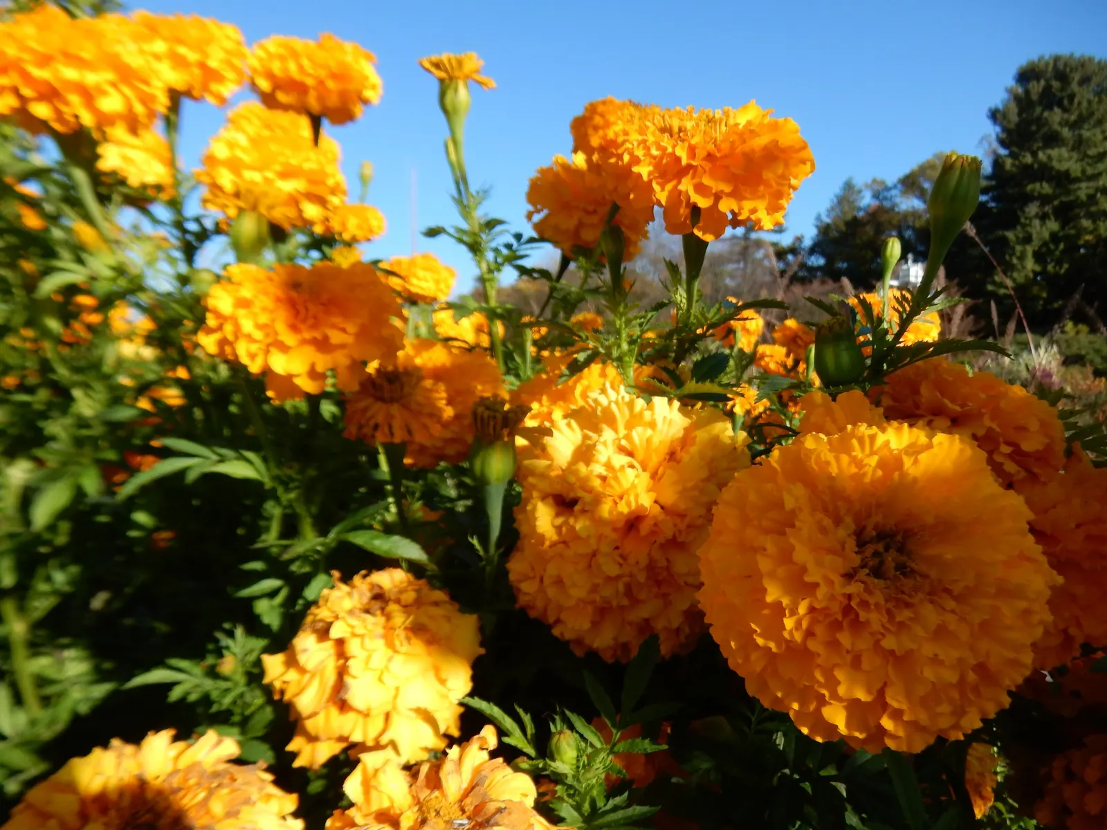 Gold Flower (Hypericum X Moserianum) — This hybrid, often referred to as St; gold and yellow flowers in the garden, image 56