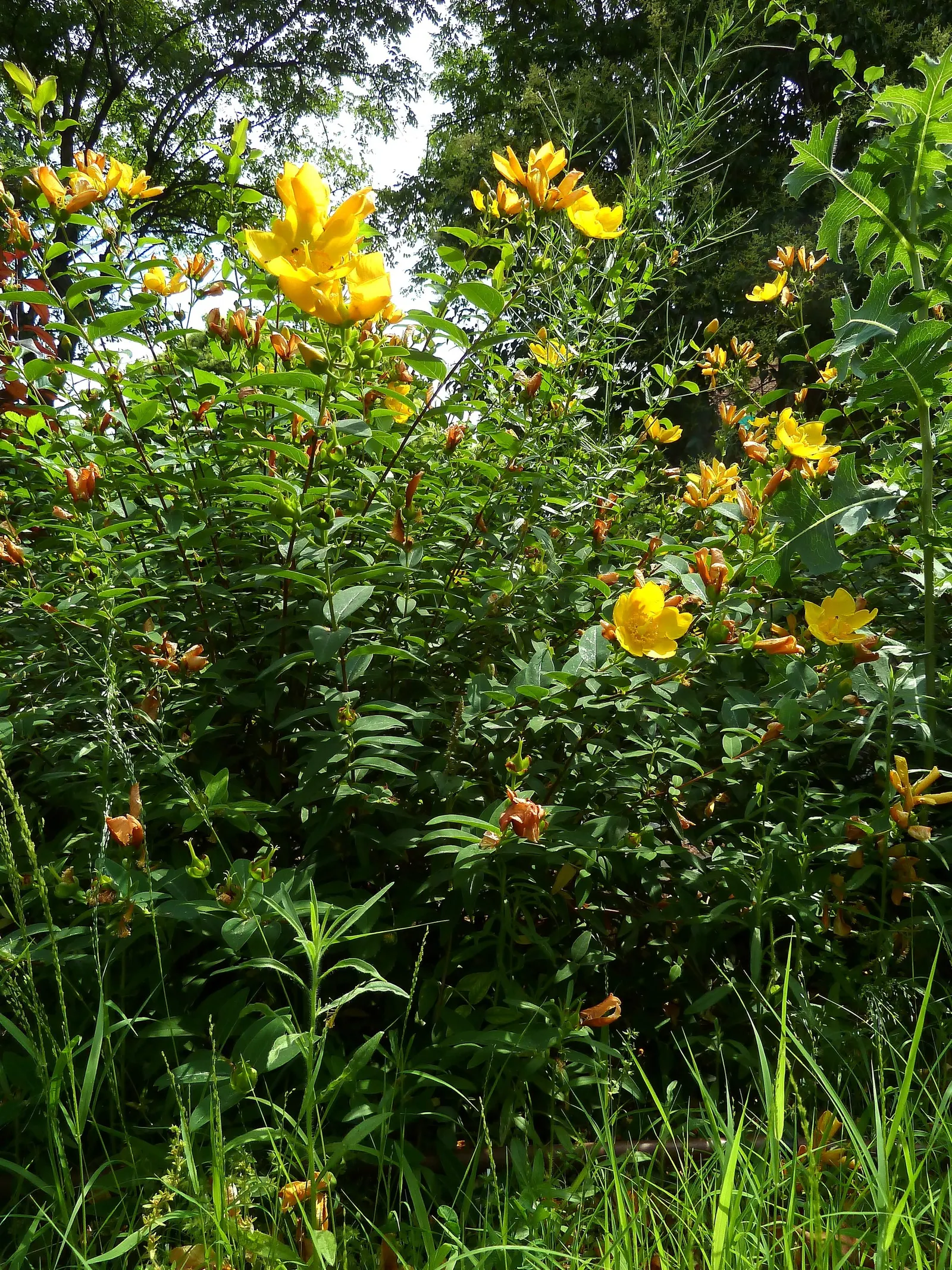 Gold Flower (Hypericum X Moserianum) — Gold Flower thrives in USDA Hardiness Zones 5 to 9