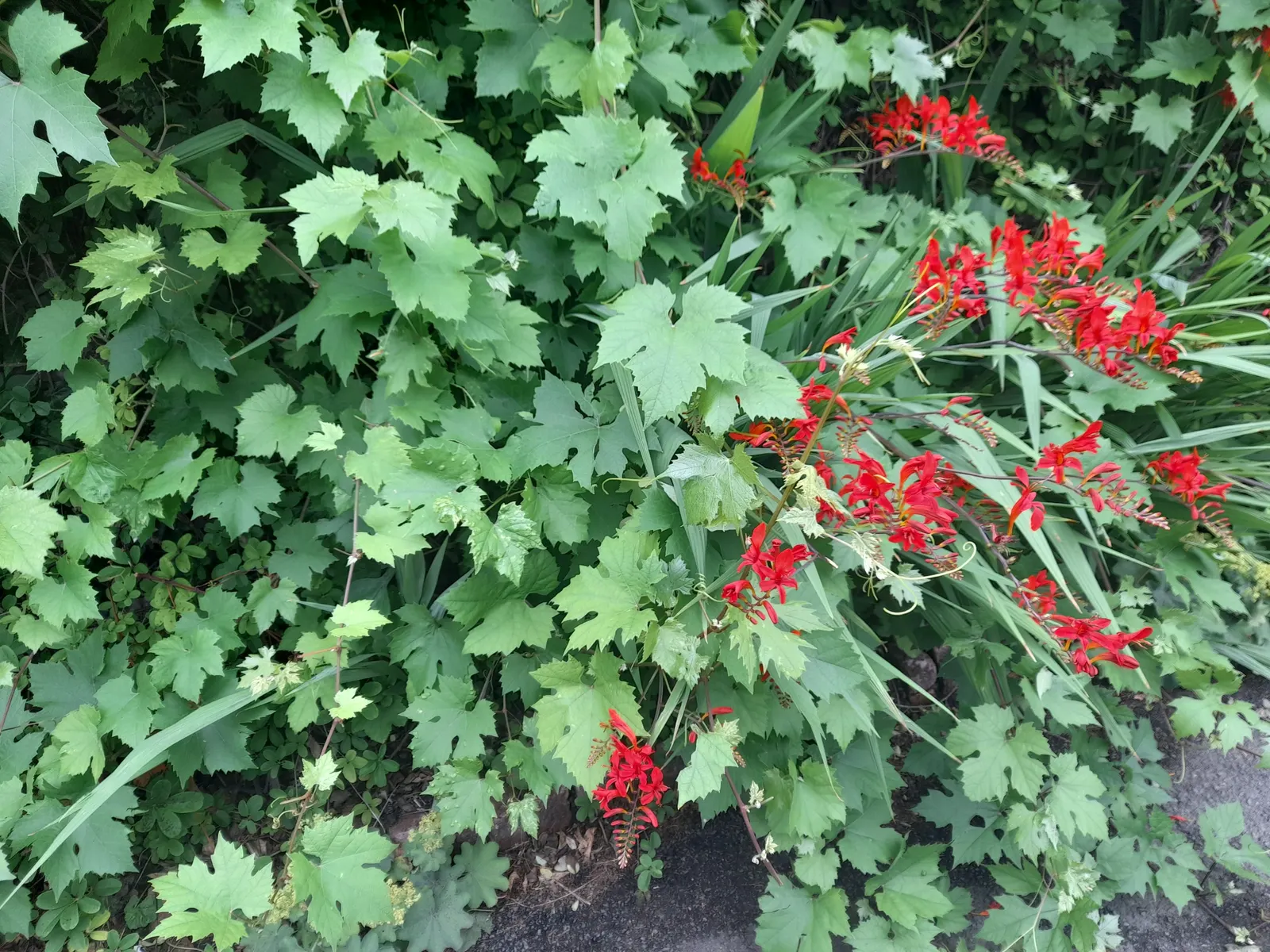 Gold Flower (Hypericum X Moserianum) — It's a stunning choice for borders; is a remarkable semi-evergreen shrub that offers vibrant color and texture to any