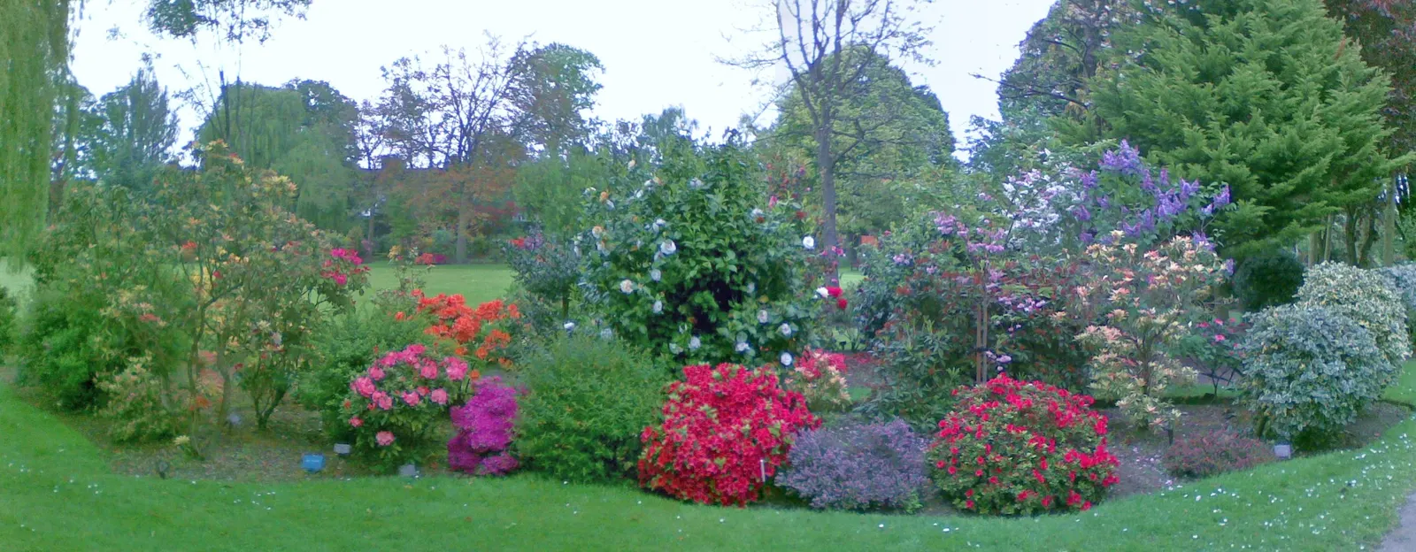 Gold Flower (Hypericum X Moserianum) — making it an ideal choice for borders