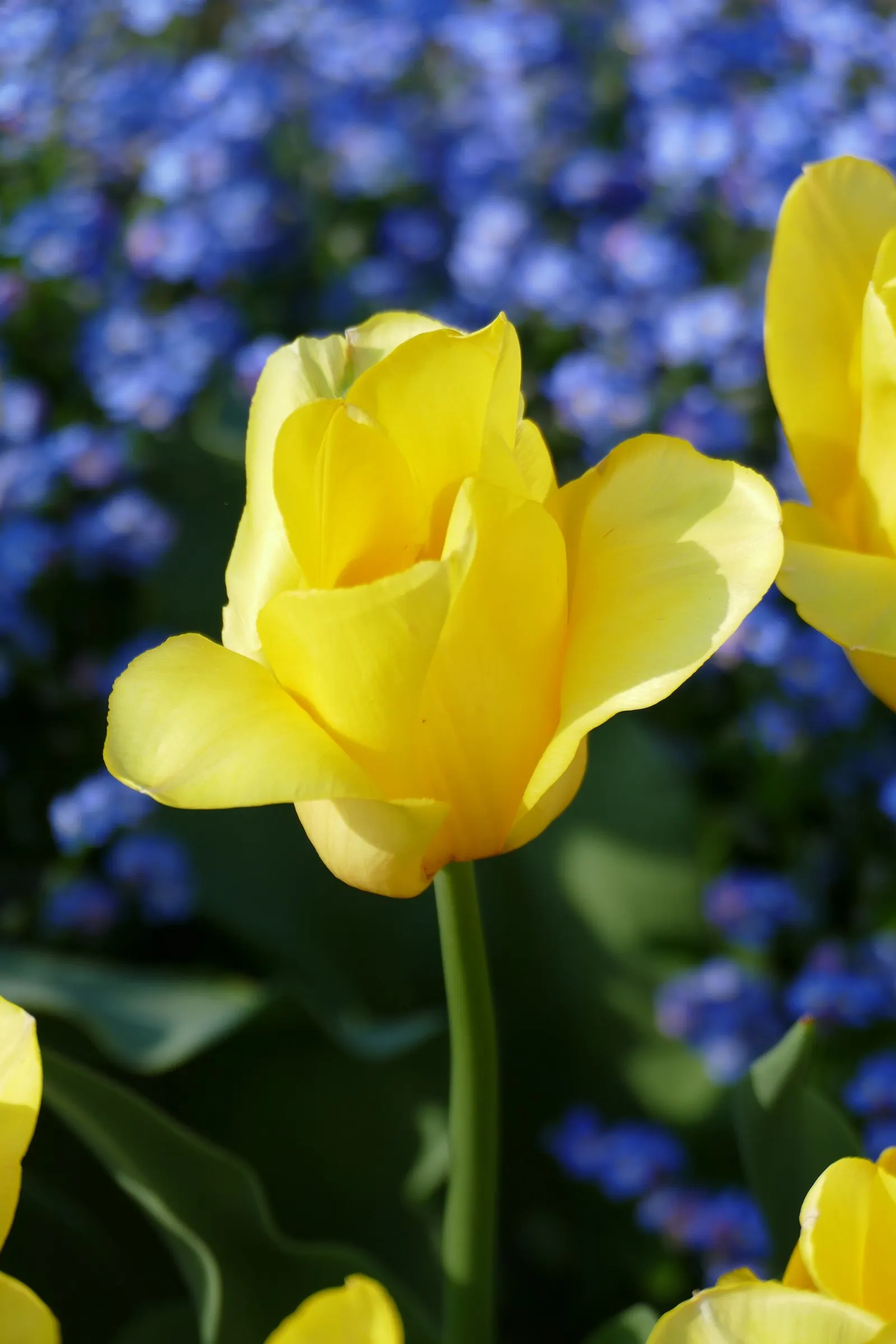 Gold Flower (Hypericum X Moserianum) — it typically achieves a mature size of 1 to 2 feet in height with a spread of 1.5 to 2.5 feet; it's a stunning choice