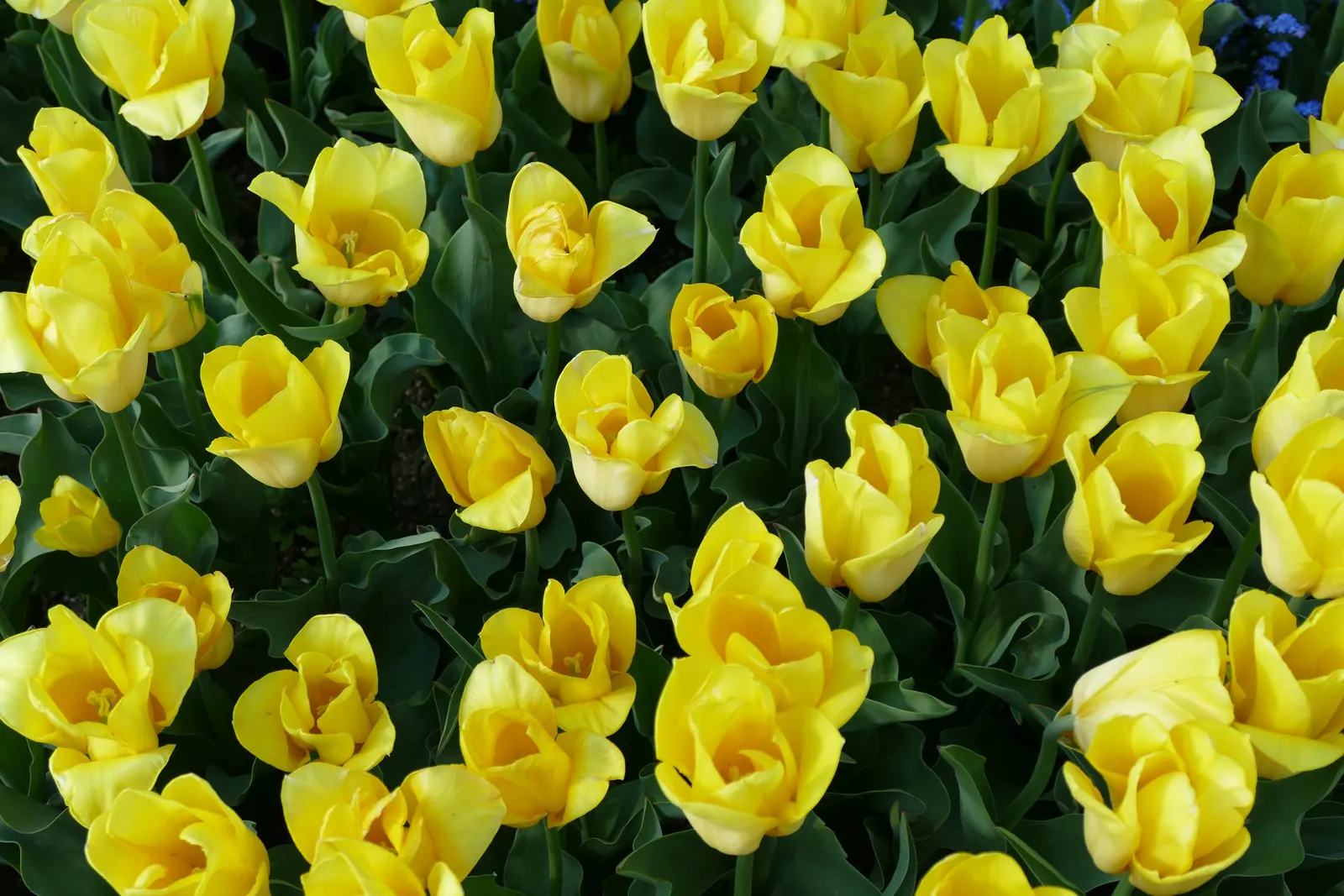 Gold Flower (Hypericum X Moserianum) — Gold Flower, Hypericum x moserianum, offers vibrant, star-shaped blooms amid glossy, oval leaves