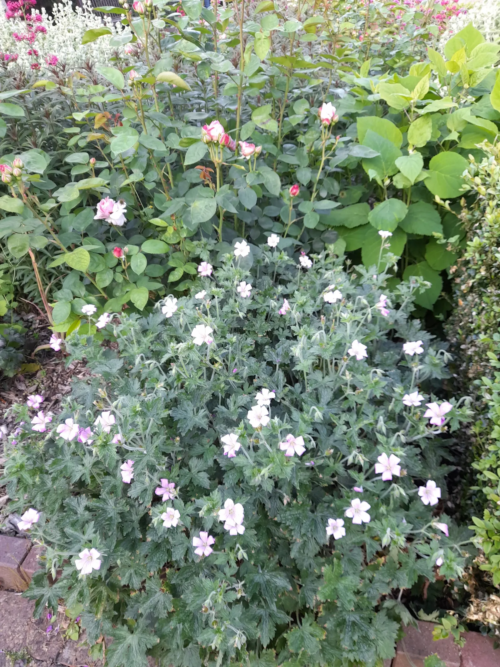 Gold Flower (Hypericum X Moserianum) — perfect for varied landscape designs; shrub for full or half, image 53
