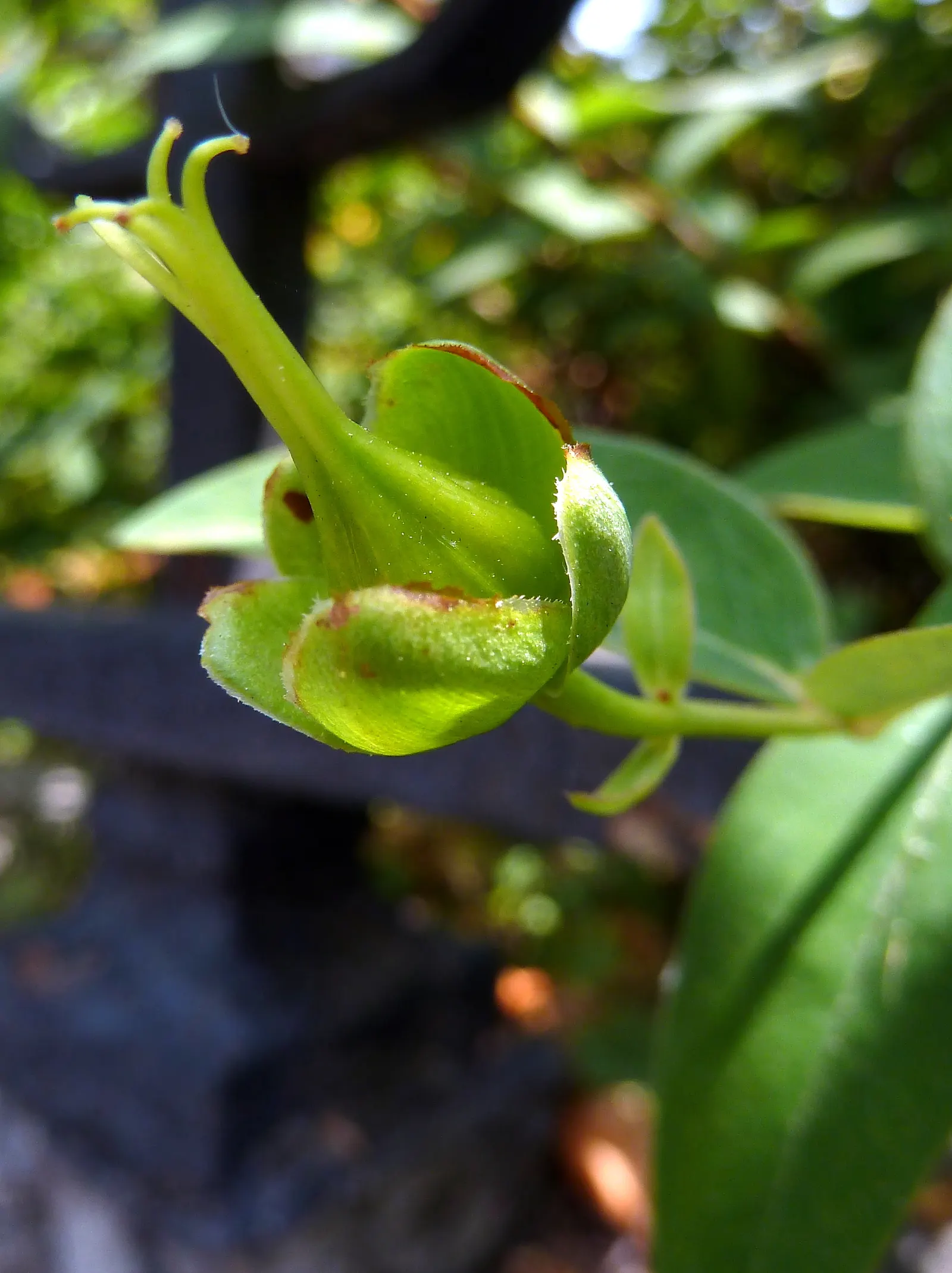 Gold Flower (Hypericum X Moserianum) — consider its moderate growth rate and prune lightly after flowering to maintain shape and encourage new growth
