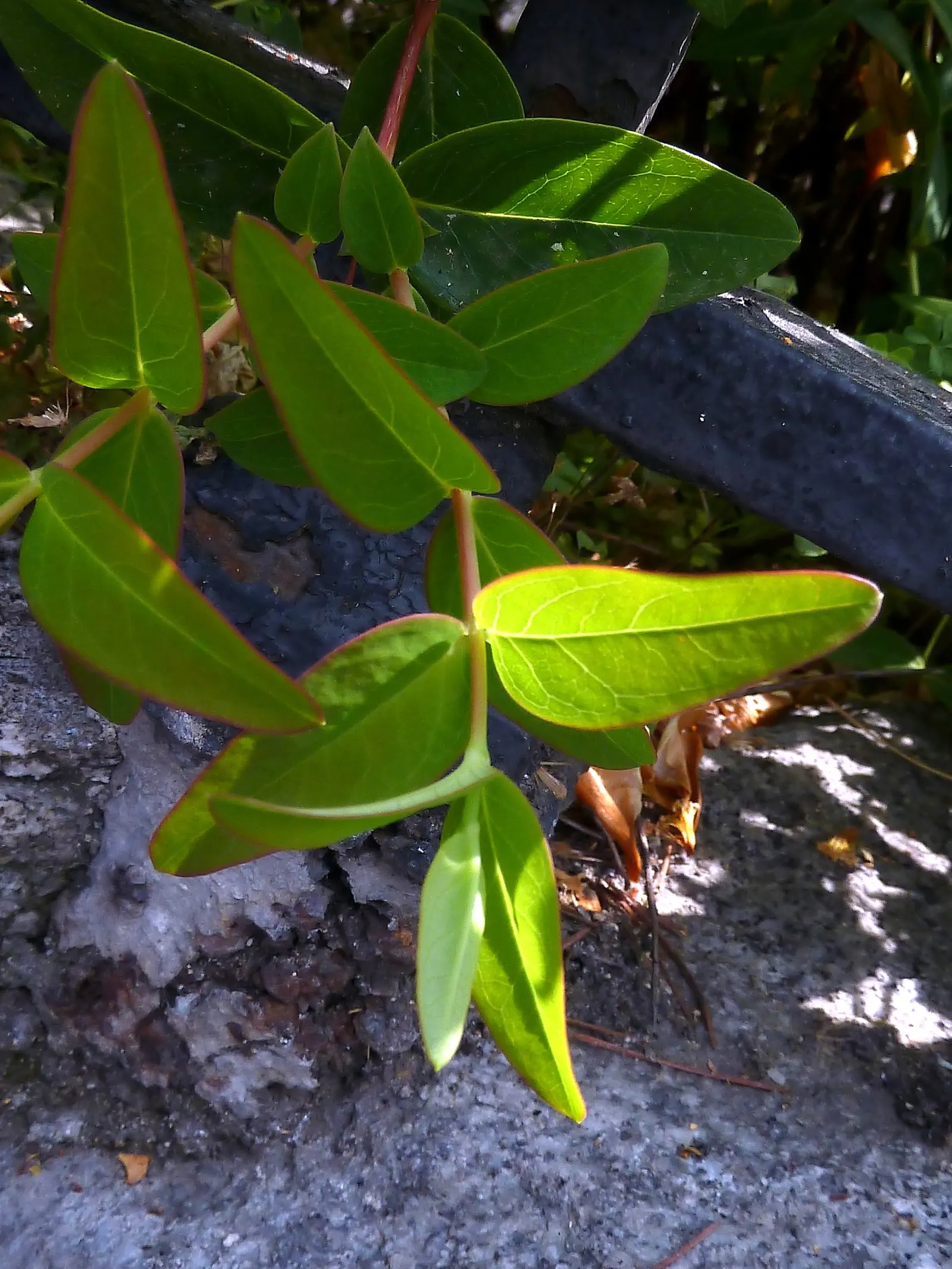 Gold Flower (Hypericum X Moserianum) — promising a hassle-free enhancement to your garden space