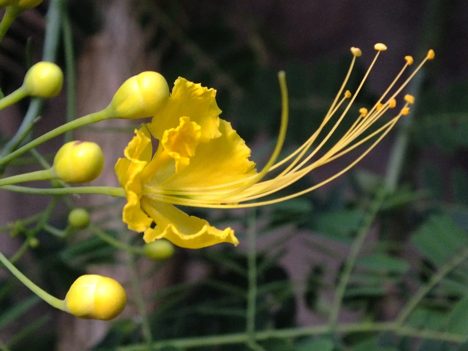 Gold Flower (Hypericum X Moserianum) — is a remarkable semi-evergreen shrub that offers vibrant color and texture to any landscape design