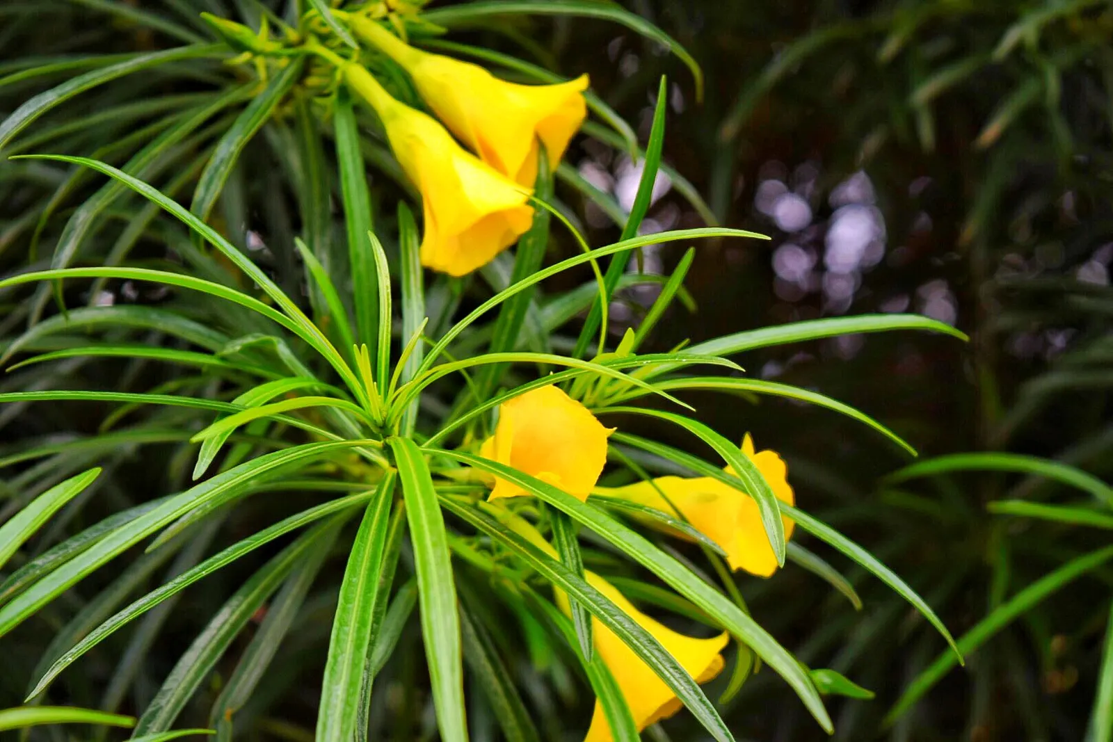 Gold Flower (Hypericum X Moserianum) — dark green leaves provide a stunning contrast to the bright flowers; thriving in full sun to part shade