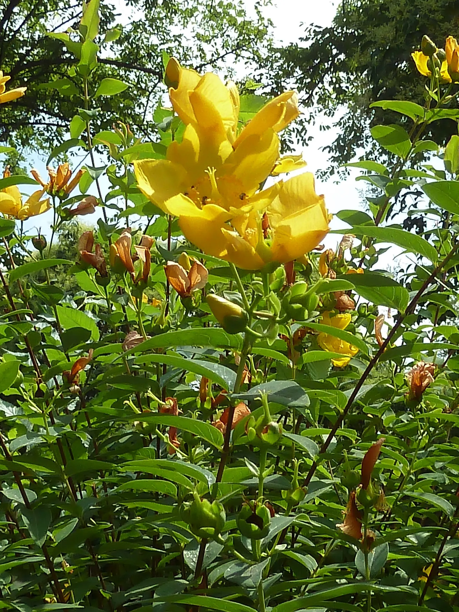 Gold Flower (Hypericum X Moserianum) — perfect for varied landscape designs; shrub for full or half