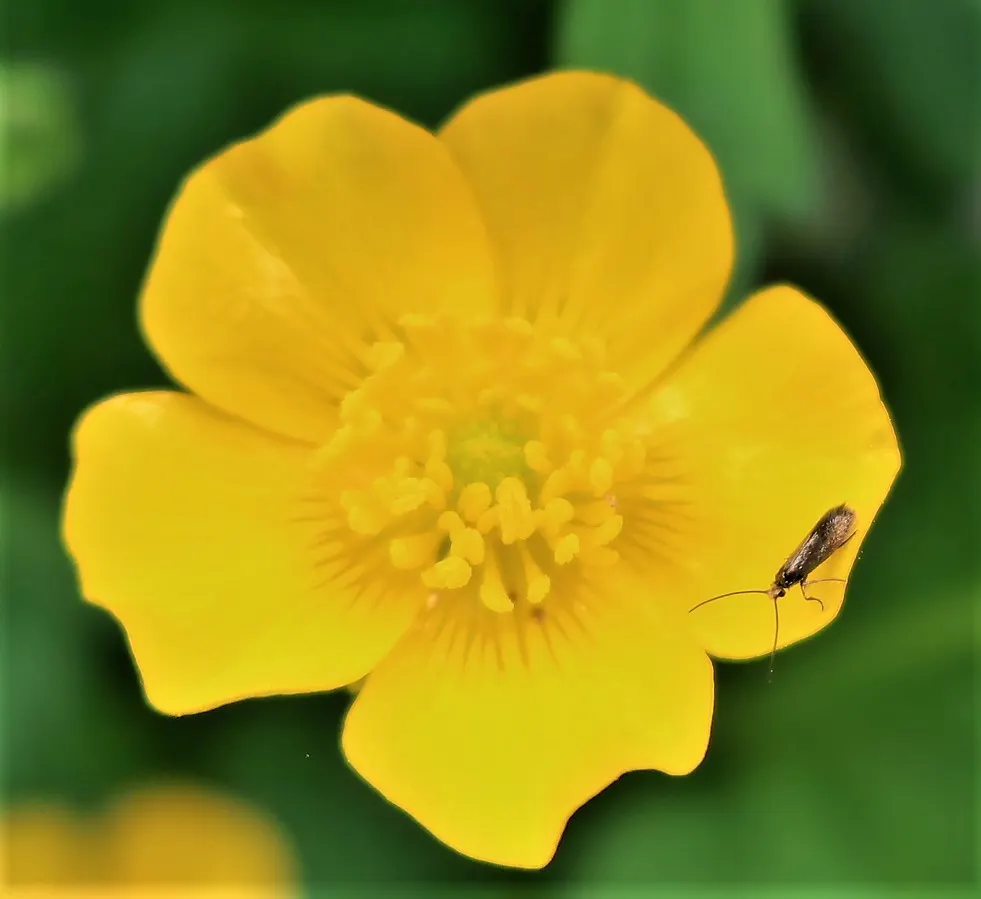 Gold Flower (Hypericum X Moserianum) — demonstrating versatility across different climates; it prefers well-drained soil and can accommodate full sun to