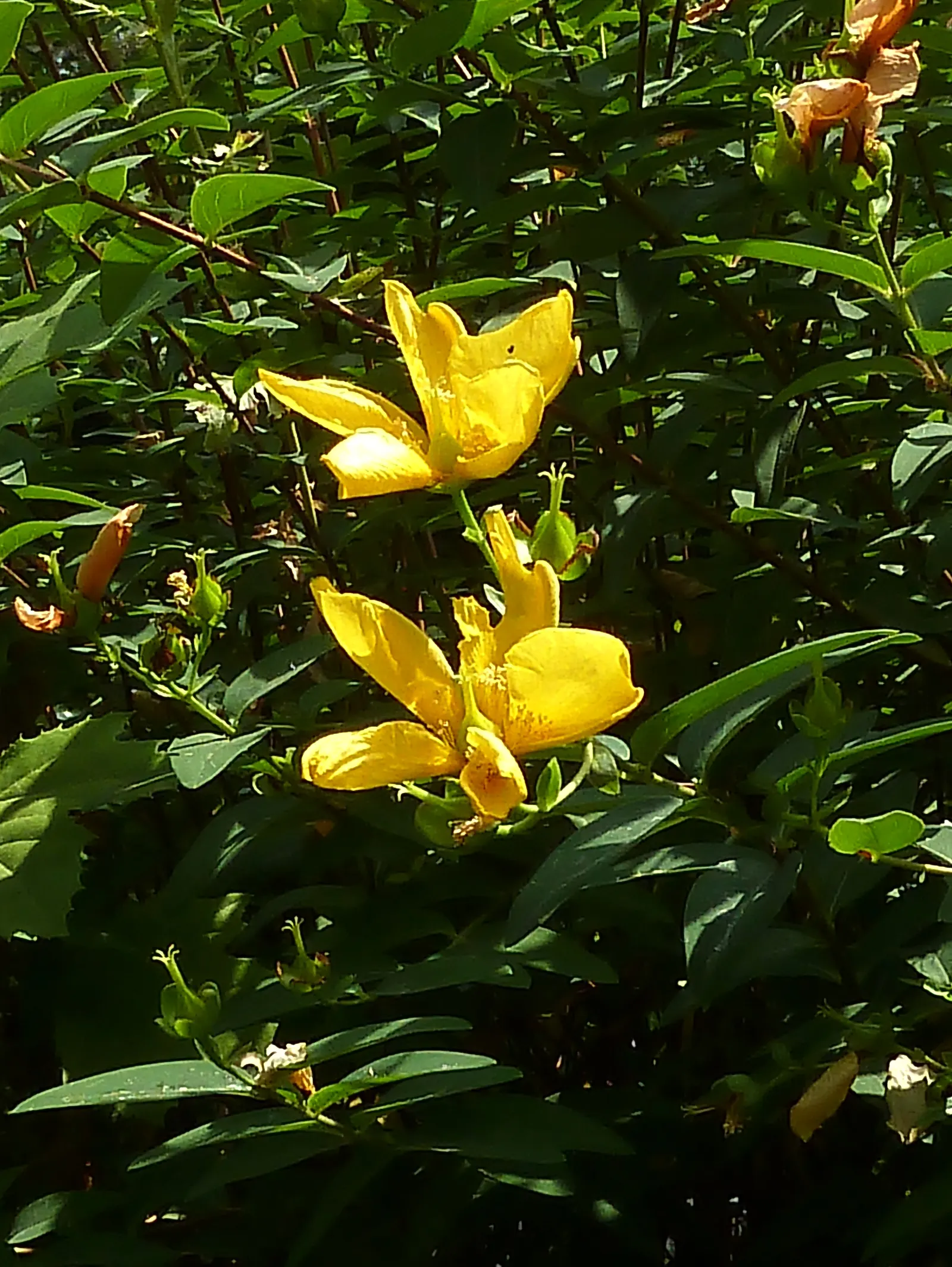 Gold Flower (Hypericum X Moserianum) — perfect for varied landscape designs