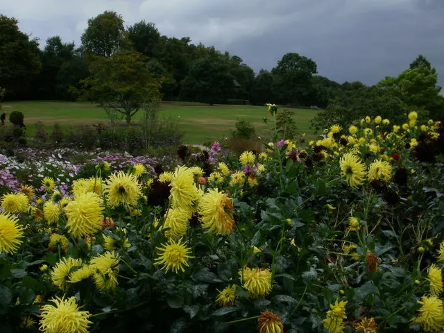 Gold Flower (Hypericum X Moserianum) — Maintenance includes annual pruning for neat growth