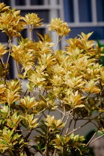 Gold Flower (Hypericum X Moserianum) — or as an accent in mixed beds; this low-maintenance shrub is drought-tolerant once established and is relatively disease