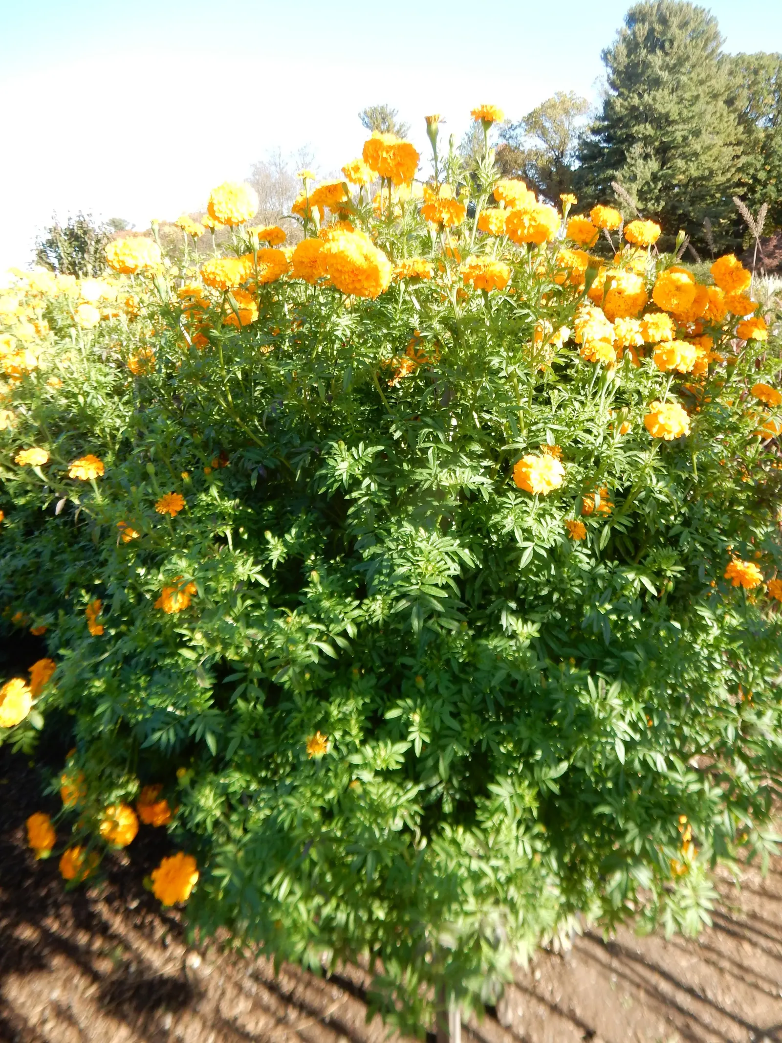 Gold Flower (Hypericum X Moserianum) — shrub with gold and yellow blooms; or as an accent in mixed beds
