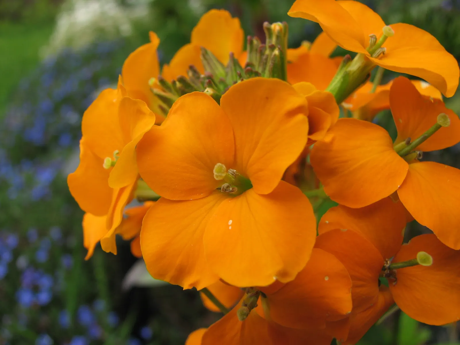 Gold Flower (Hypericum X Moserianum) — consider its moderate growth rate and prune lightly after flowering to maintain shape and encourage new, image 64