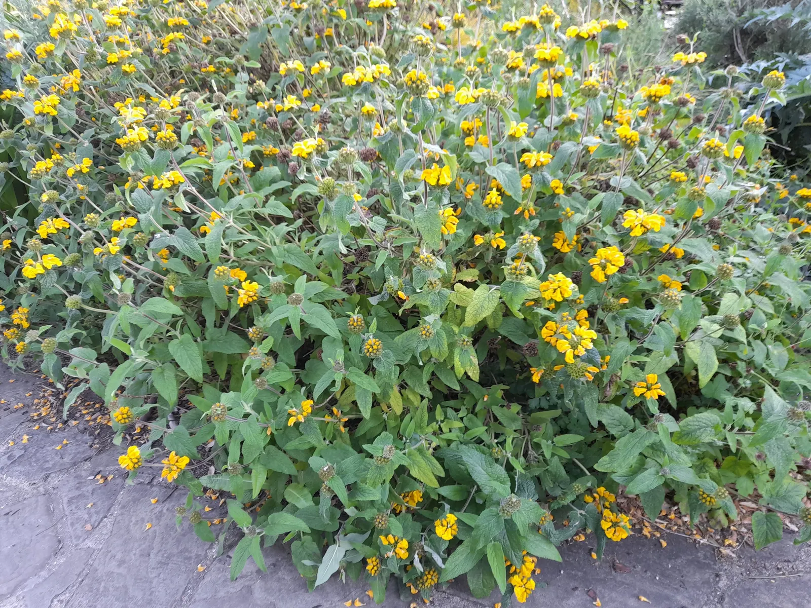 Gold Flower (Hypericum X Moserianum) — thriving in full sun to part shade; consider its moderate growth rate and prune lightly after flowering to, image 49
