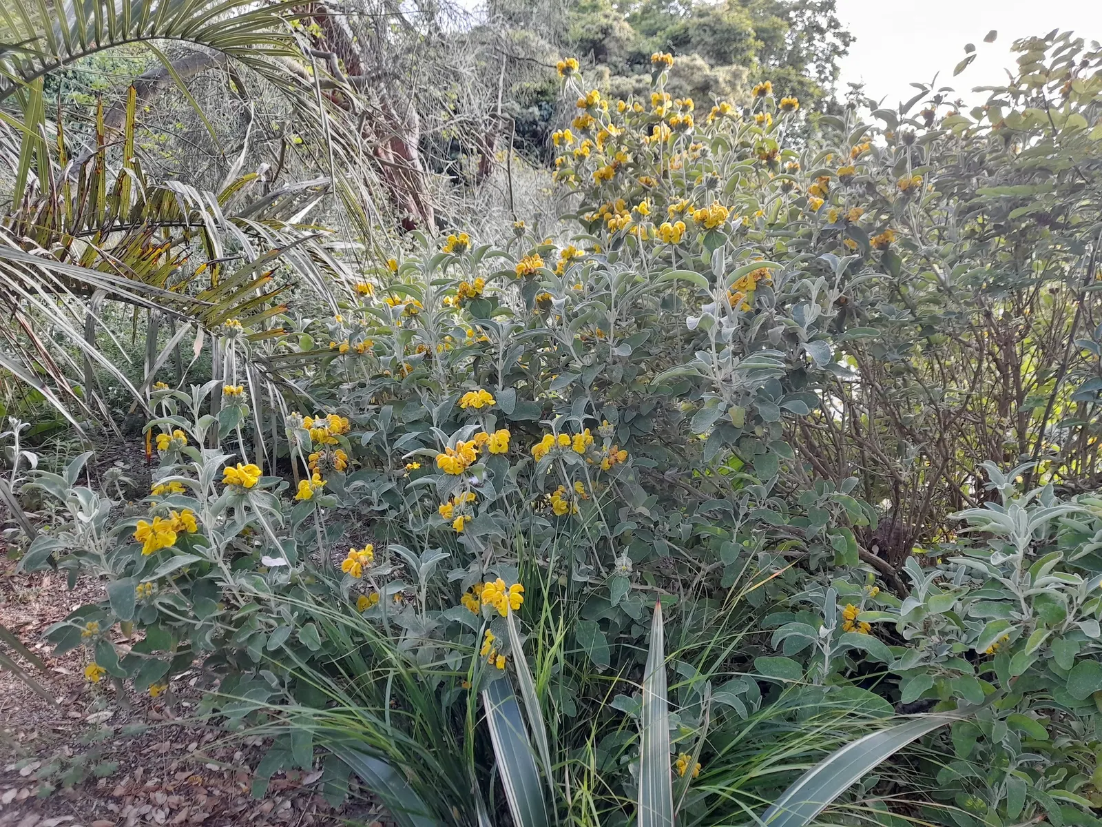 Gold Flower (Hypericum X Moserianum) — promising a hassle-free enhancement to your garden space; shrub with gold and yellow blooms