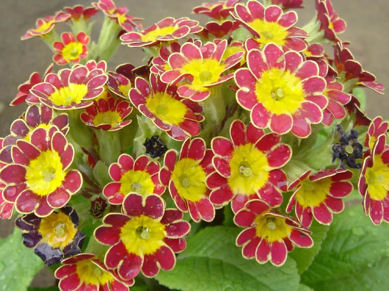 Gold Flower (Hypericum X Moserianum) — this semi-evergreen shrub reaches 1-2 ft tall and 1.5-2 ft wide; it typically achieves a mature size of 1 to, image 48