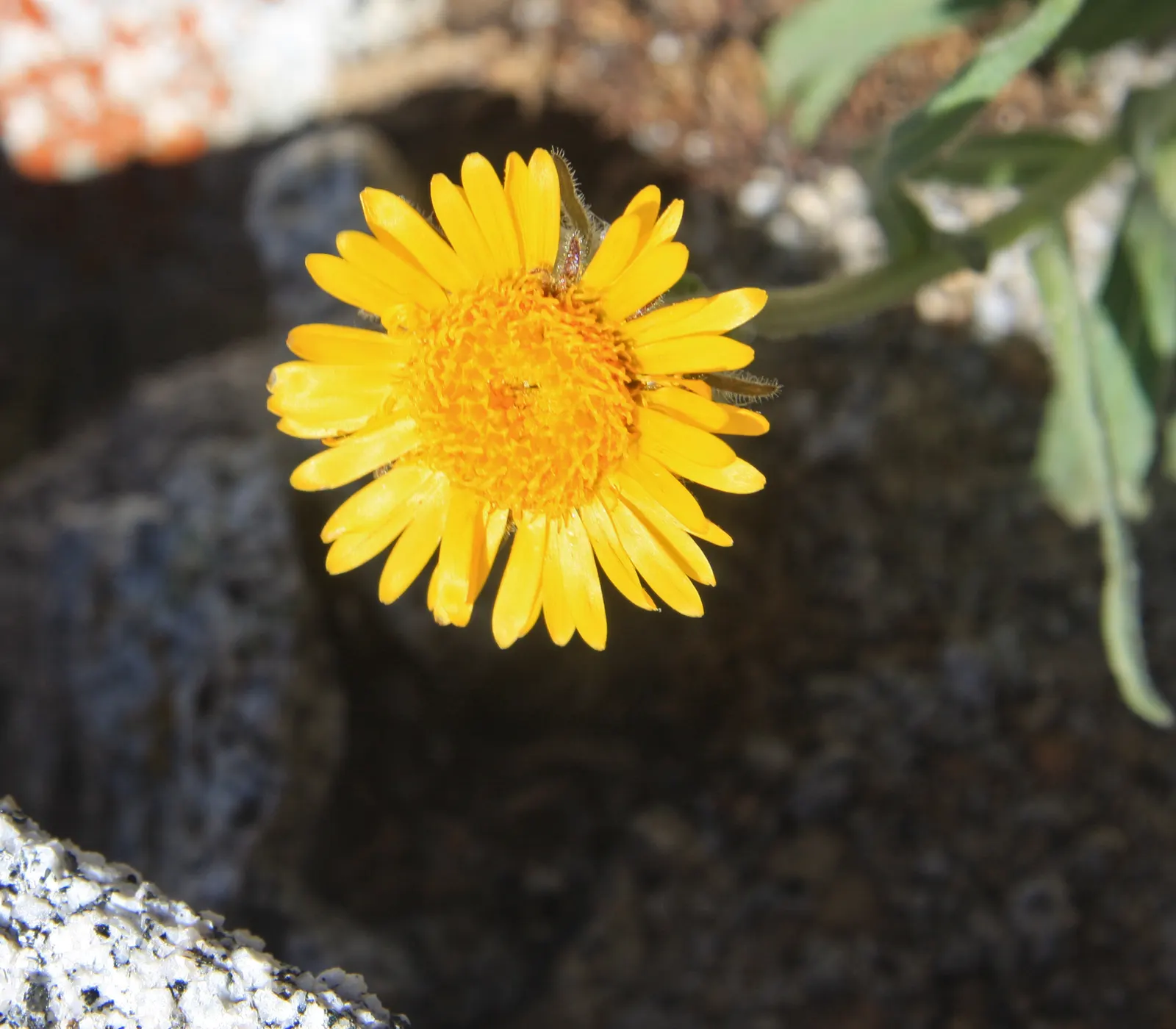 Gold Flower (Hypericum X Moserianum) — gold and yellow flowers in the garden