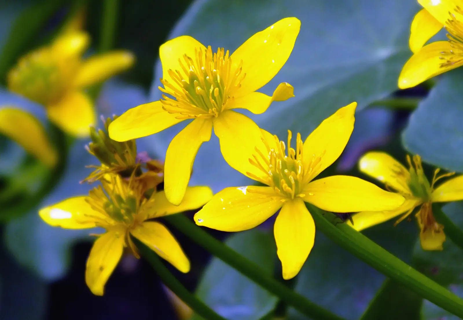 Gold Flower (Hypericum X Moserianum) — demonstrating versatility across different climates; it prefers well-drained soil and can accommodate full, image 85