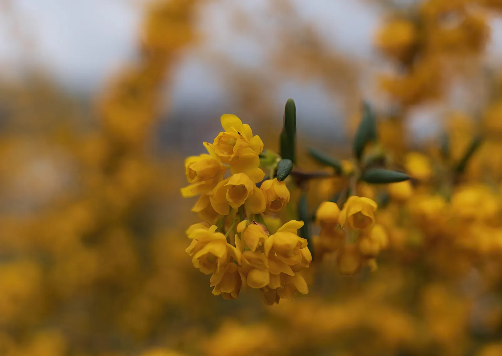 Gold Flower (Hypericum X Moserianum) — this semi-evergreen shrub reaches 1-2 ft tall and 1.5-2 ft wide