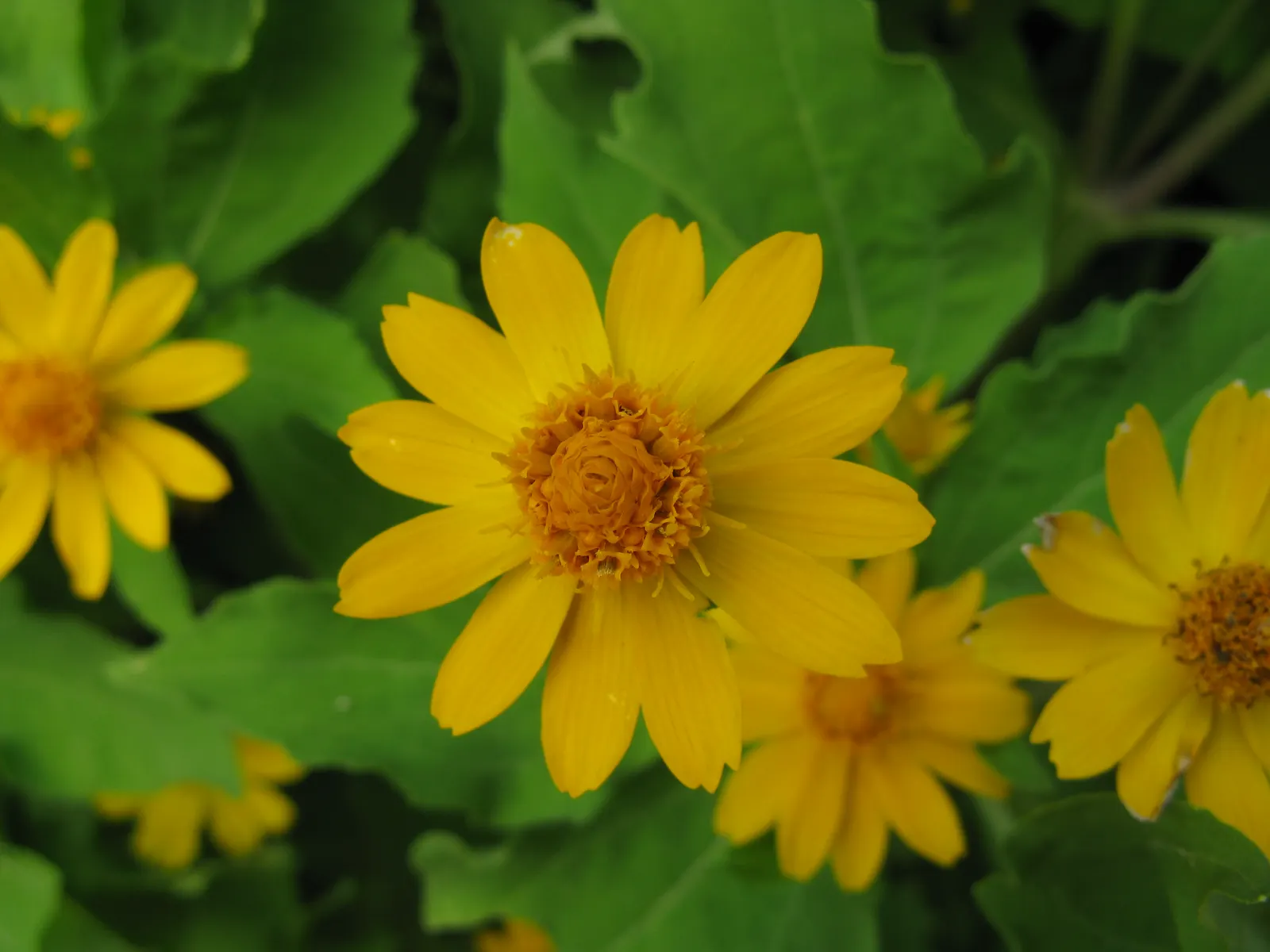 Gold Flower (Hypericum X Moserianum) — It's a stunning choice for borders; is a remarkable semi-evergreen shrub that offers vibrant color and, image 51
