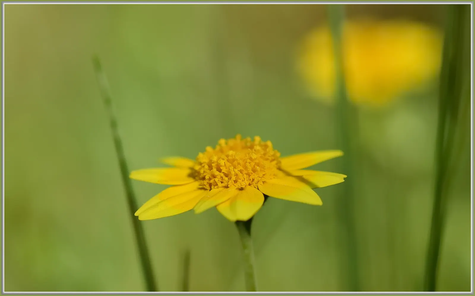 Gold Flower (Hypericum X Moserianum) — this semi-evergreen shrub reaches 1-2 ft tall and 1.5-2 ft wide; it typically achieves a mature size of 1 to 2 feet in