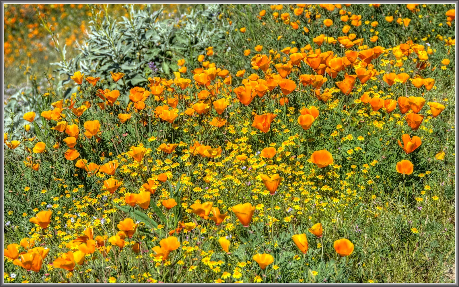 Gold Flower (Hypericum X Moserianum) — This hybrid, often referred to as St; gold and yellow flowers in the garden