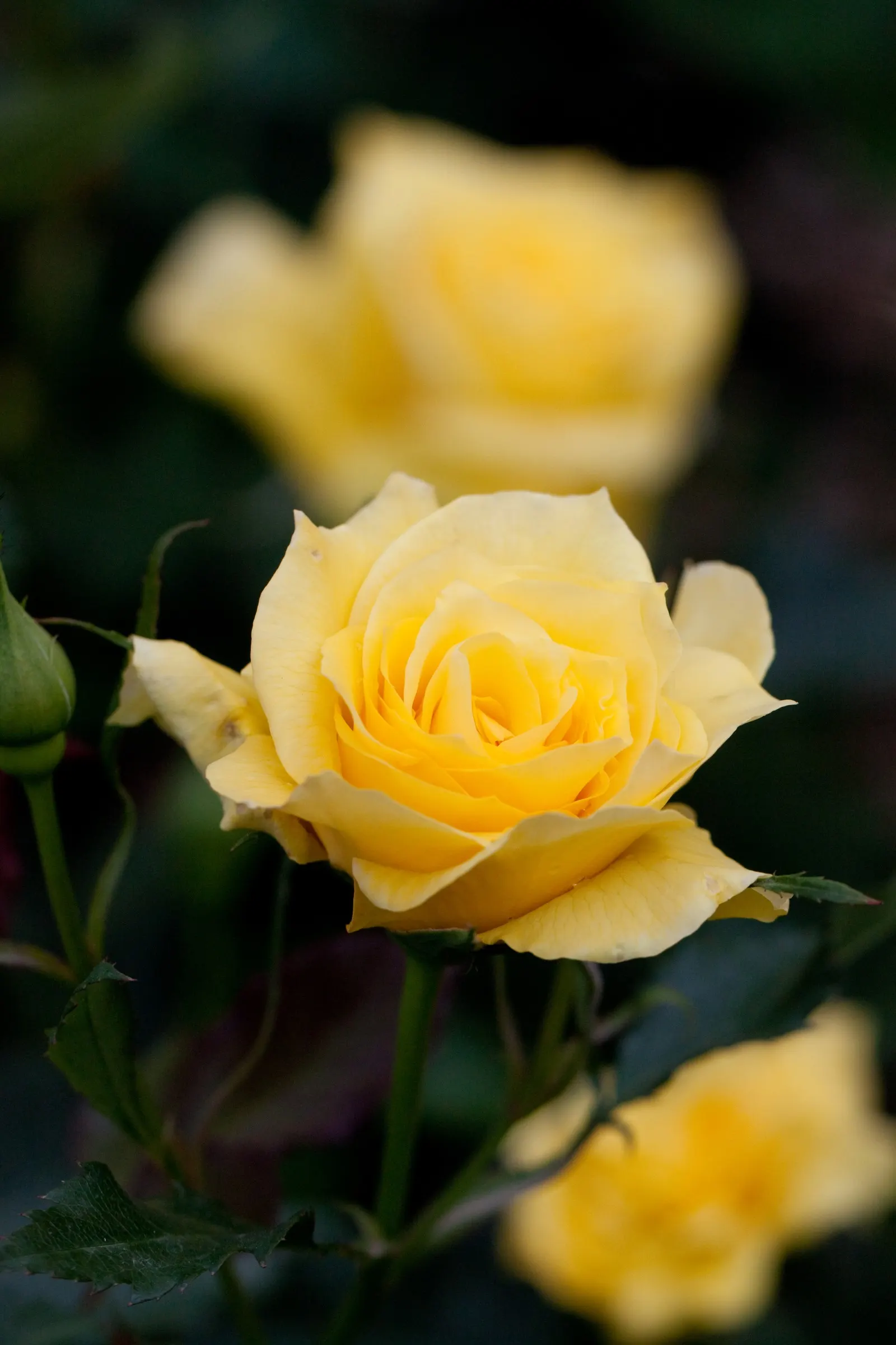 Gold Flower (Hypericum X Moserianum) — dark green leaves provide a stunning contrast to the bright flowers