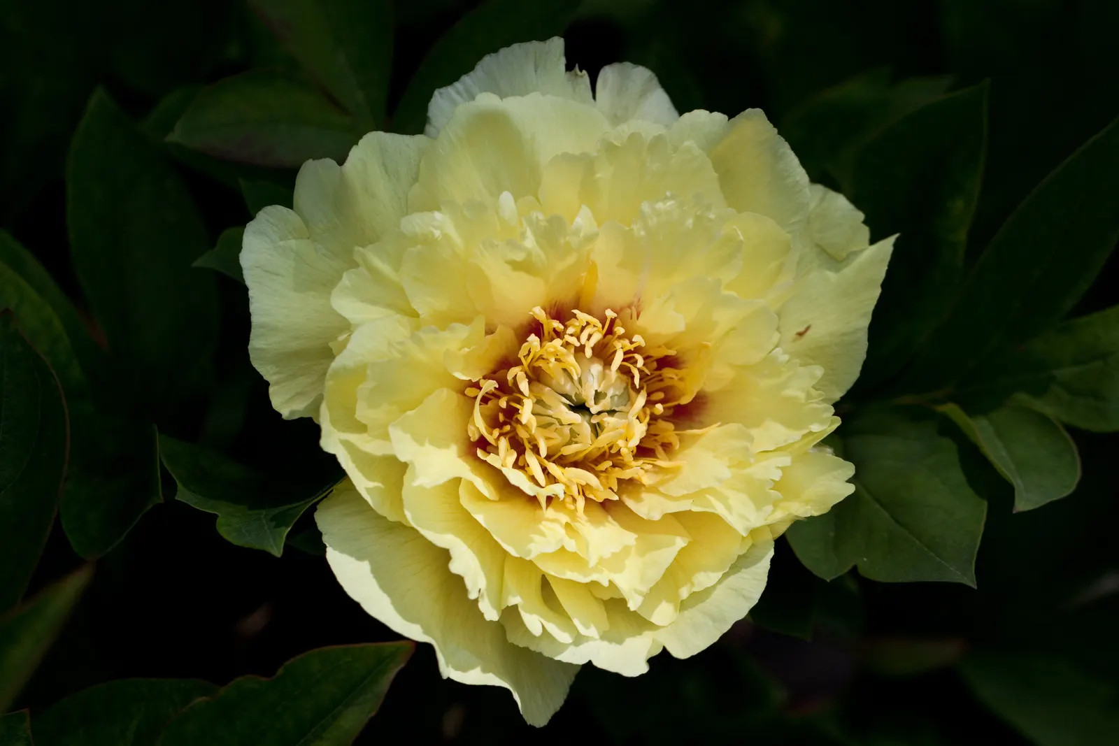 Gold Flower (Hypericum X Moserianum) — making it an ideal choice for borders, image 35