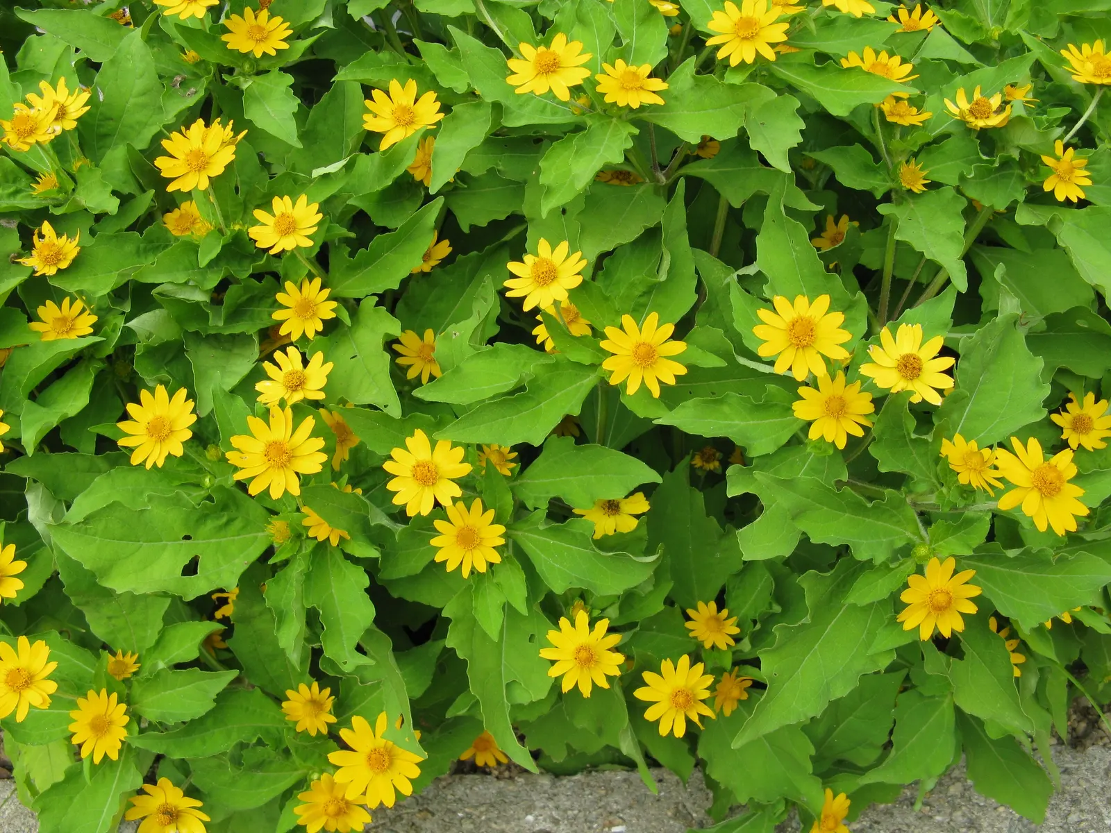 Gold Flower (Hypericum X Moserianum) — providing continuous summer color and attracting pollinators while being deer resistant; demonstrating, image 52