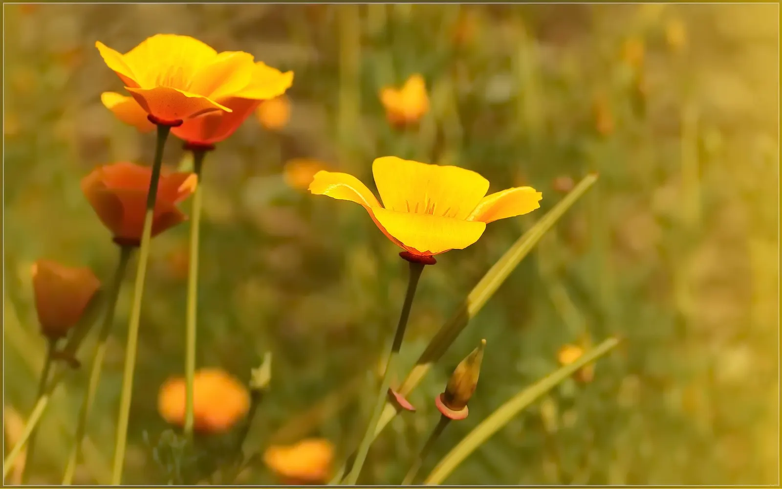 Gold Flower (Hypericum X Moserianum) — demonstrating versatility across different climates