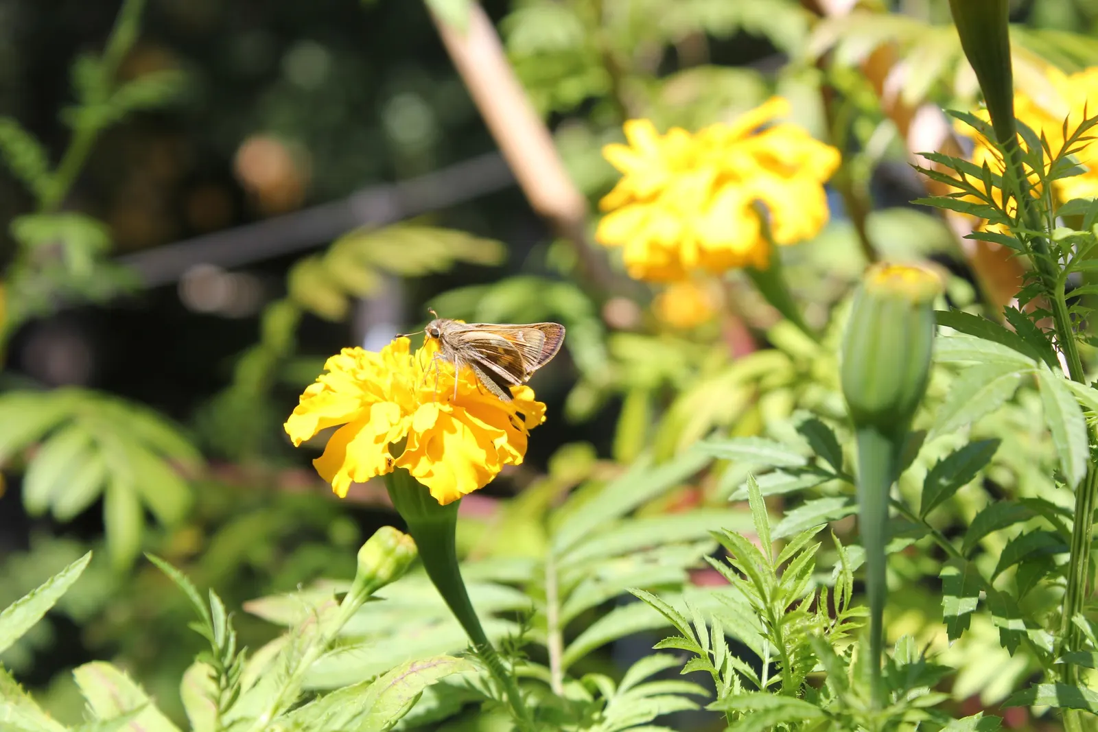 Gold Flower (Hypericum X Moserianum) — This hybrid, often referred to as St