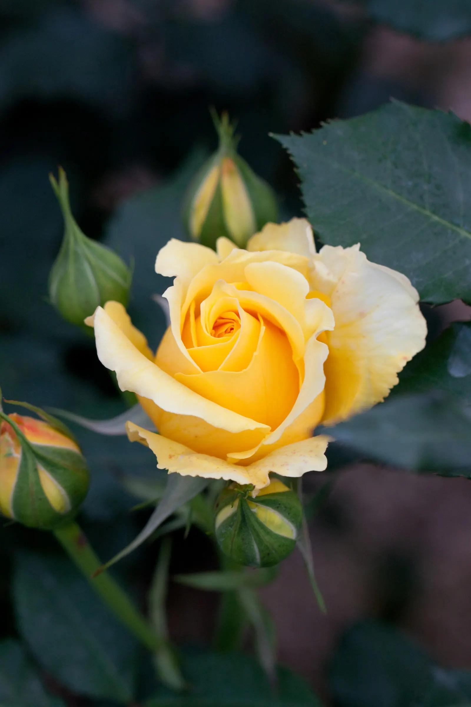 Gold Flower (Hypericum X Moserianum) — providing continuous summer color and attracting pollinators while being deer resistant; demonstrating versatility