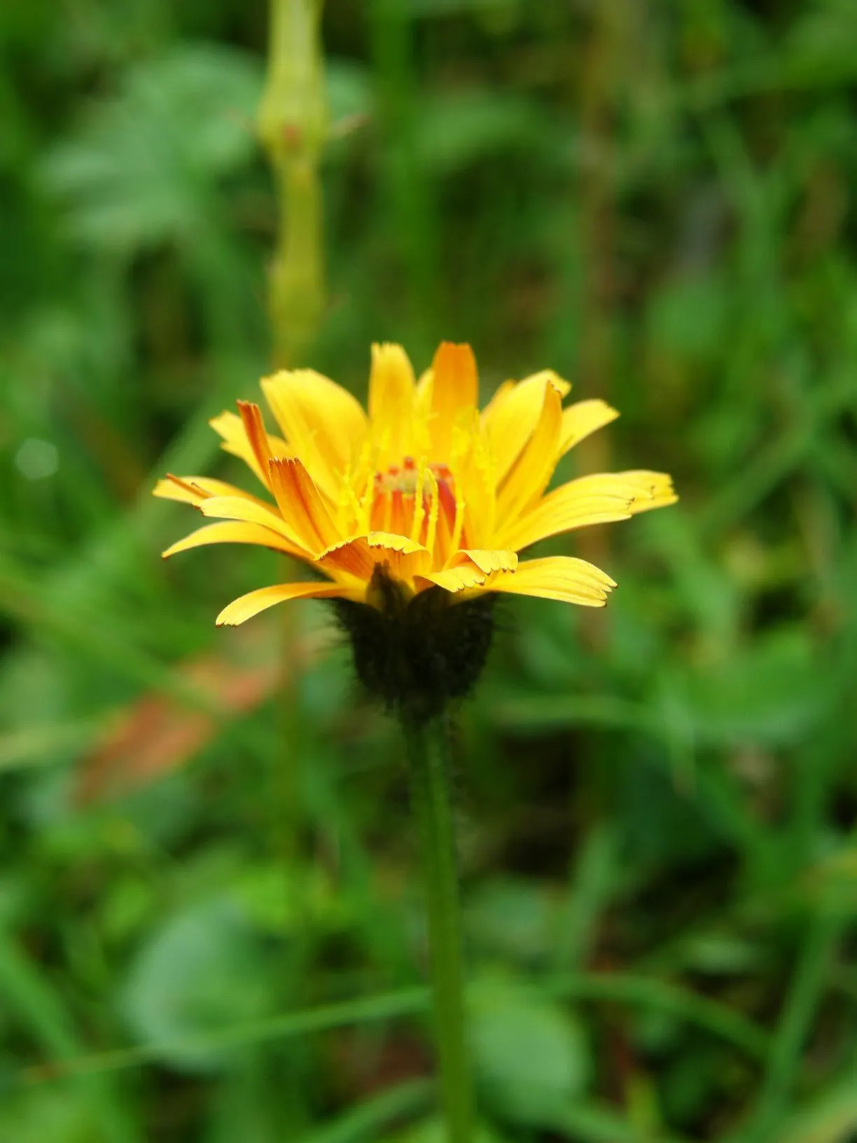 Gold Flower (Hypericum X Moserianum) — making it an ideal choice for borders, image 81